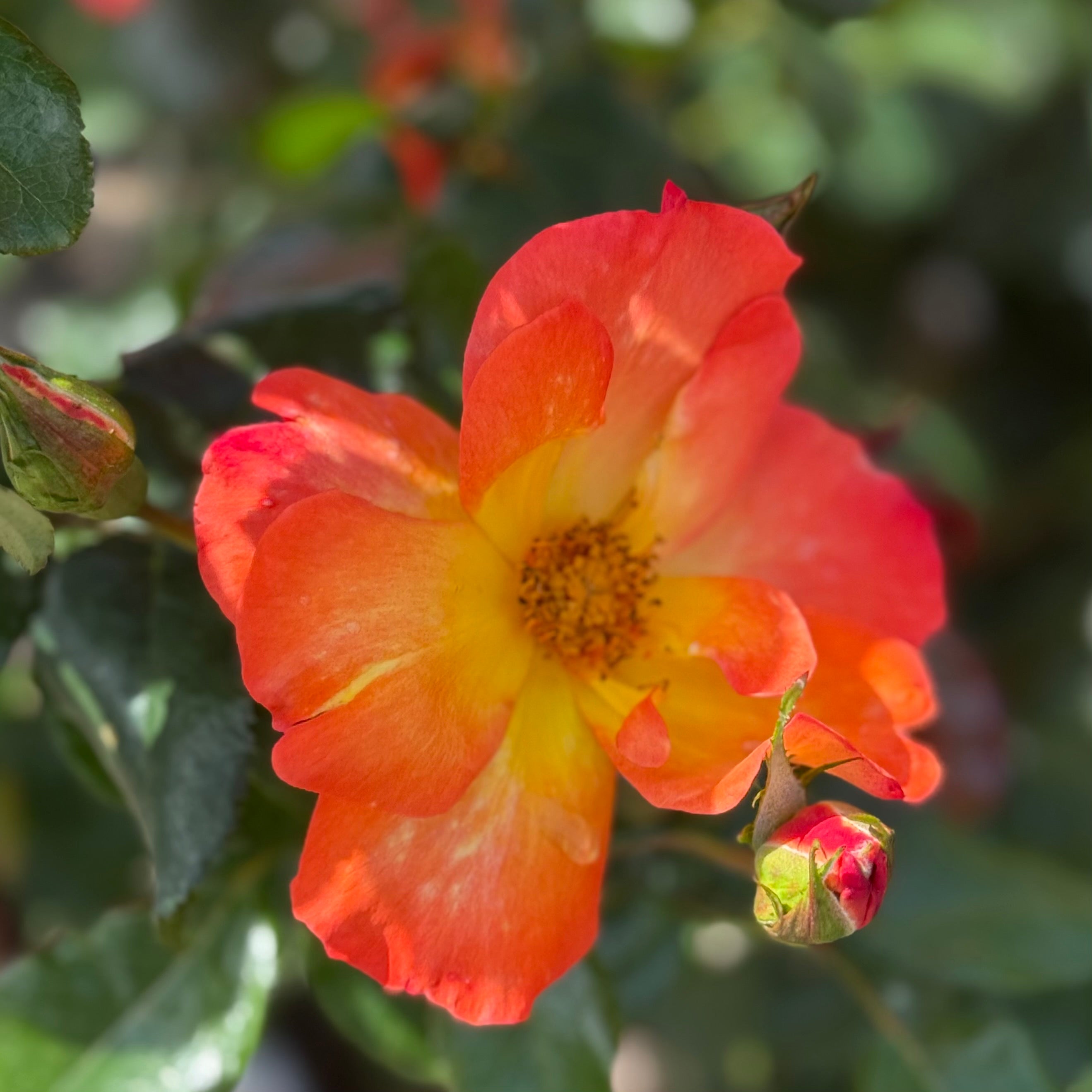 Playboy® Potted Rose Bush