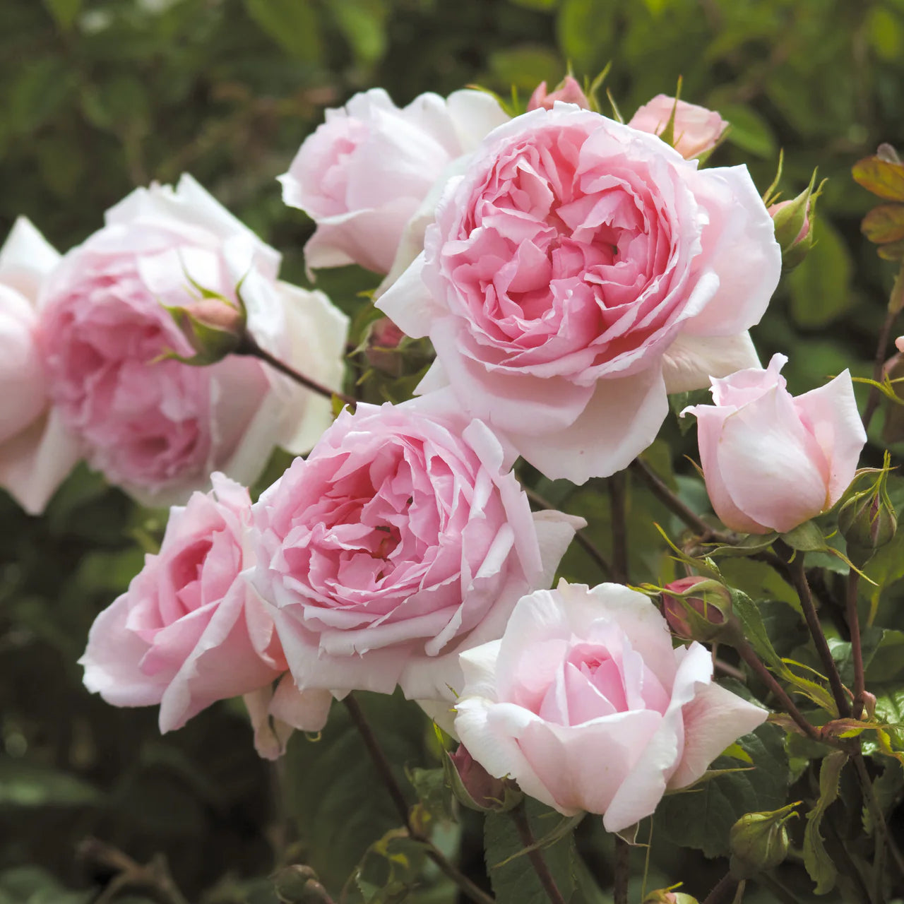 David Austin® The Wedgwood Rose™ Potted Rose Bush