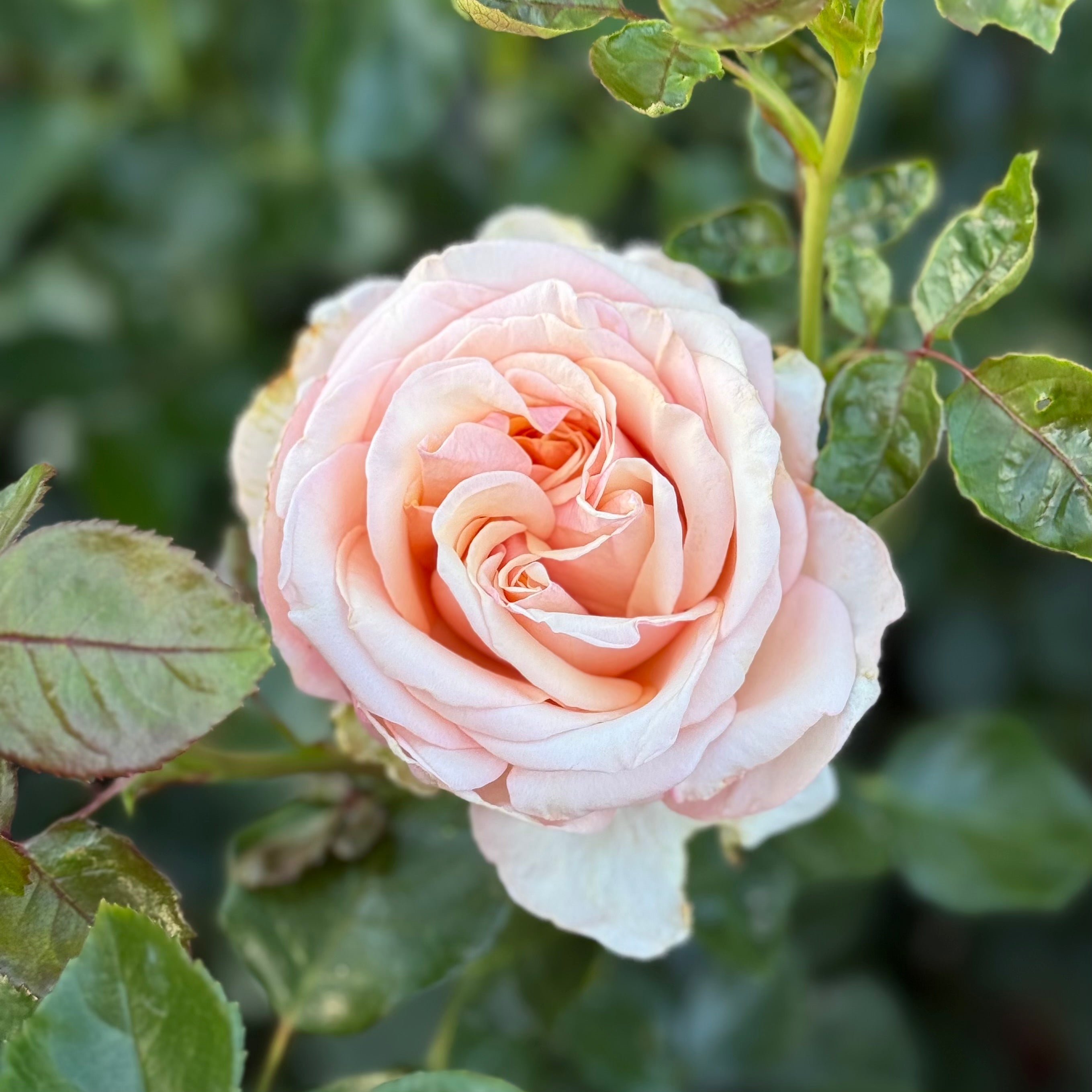 Beautiful Day™ Potted Rose Bush