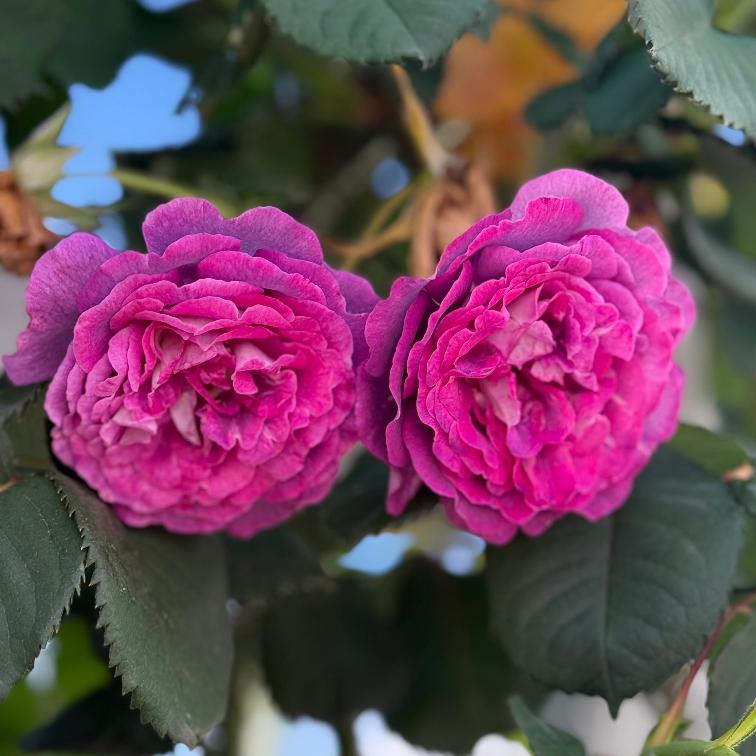 Cosmic Clouds™ Bare Root Climbing Rose