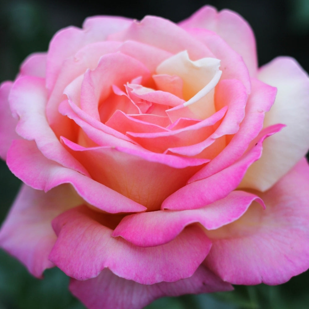 Chicago Peace Bare Root Rose Bush