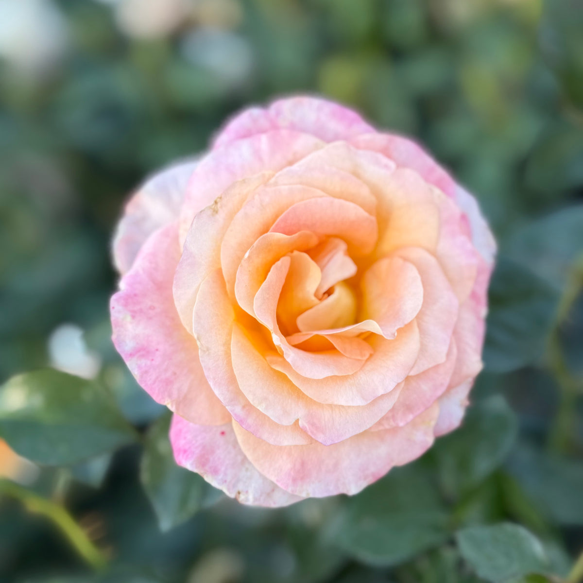 Day Breaker™ Bare Root Rose Bush