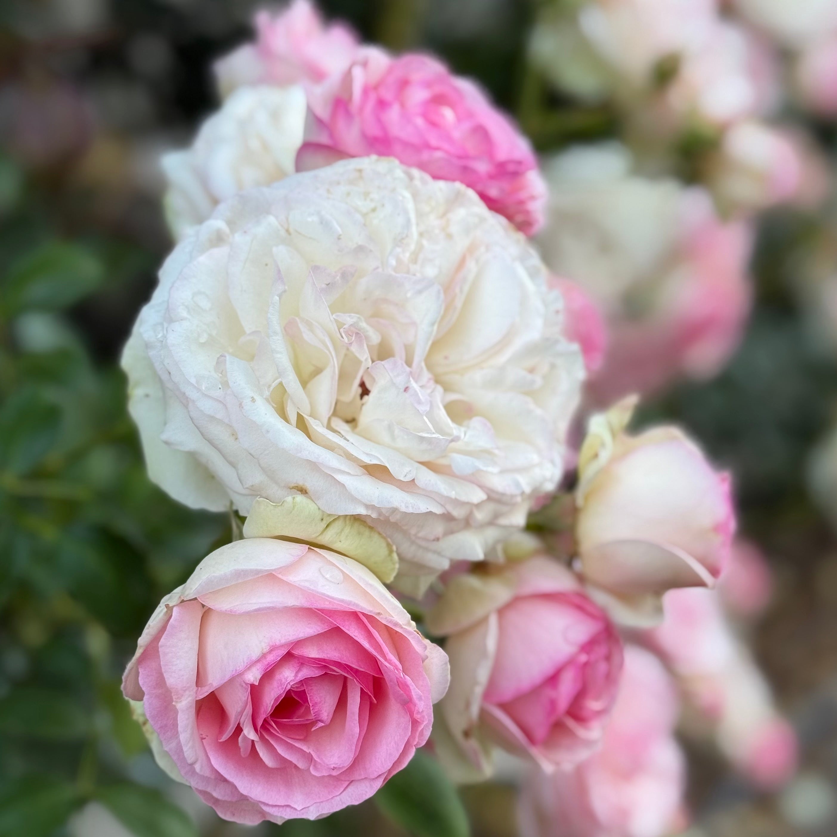 Eden Climber® Potted Climbing Rose