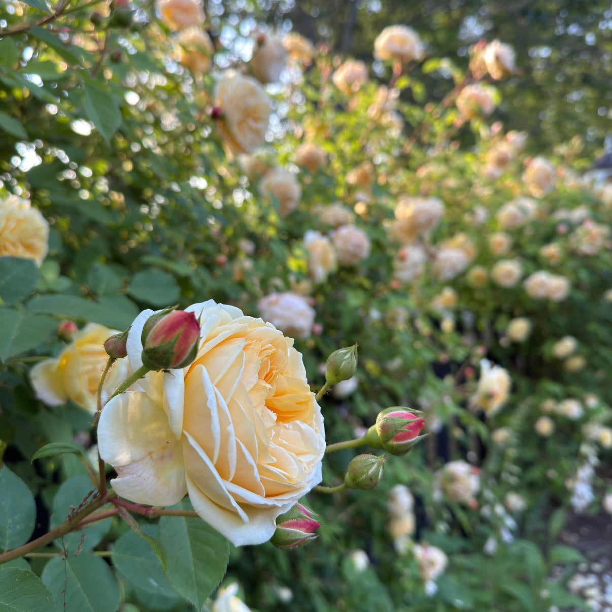 David Austin® Teasing Georgia® Potted Climbing Rose
