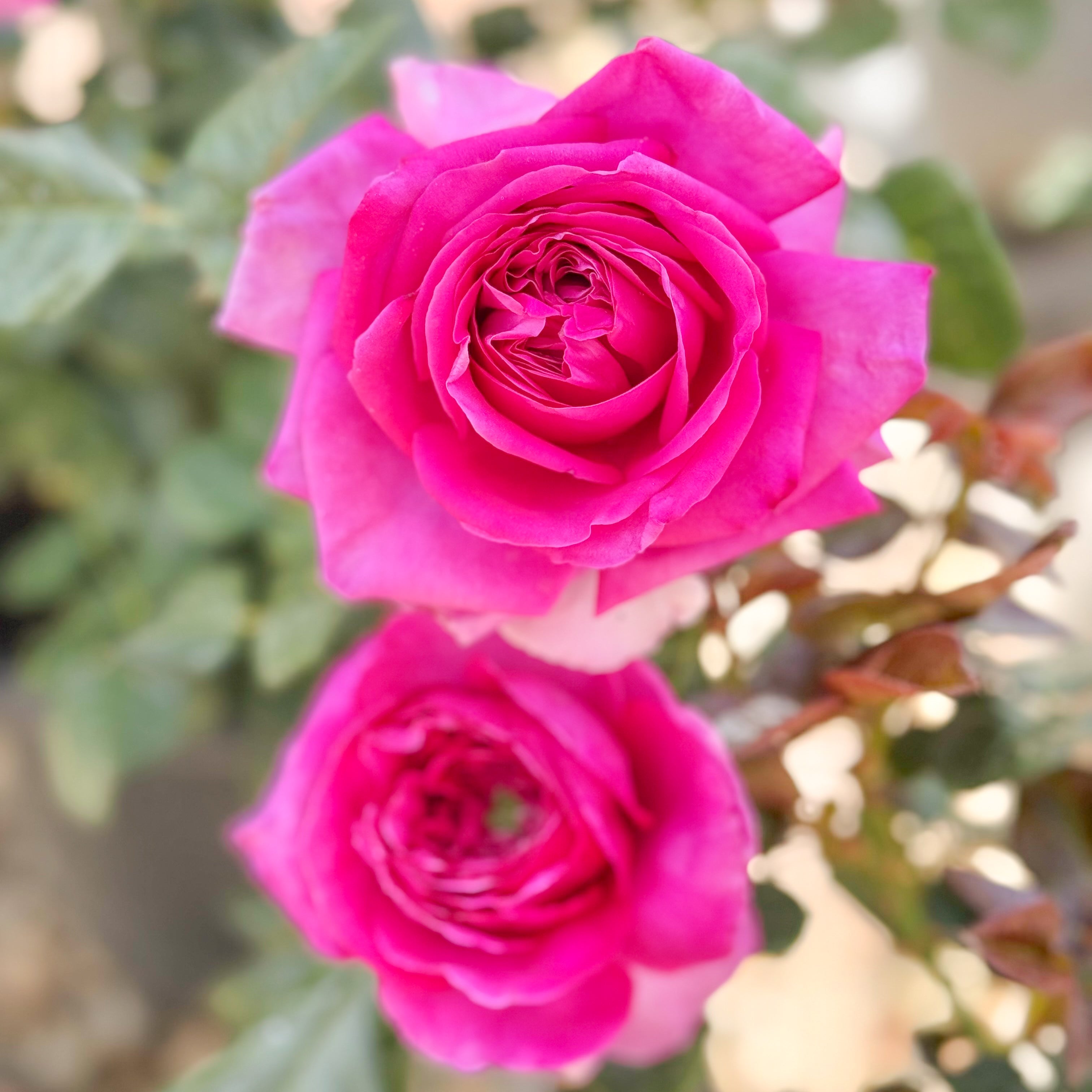 Nothing But Class™ Potted Rose Bush