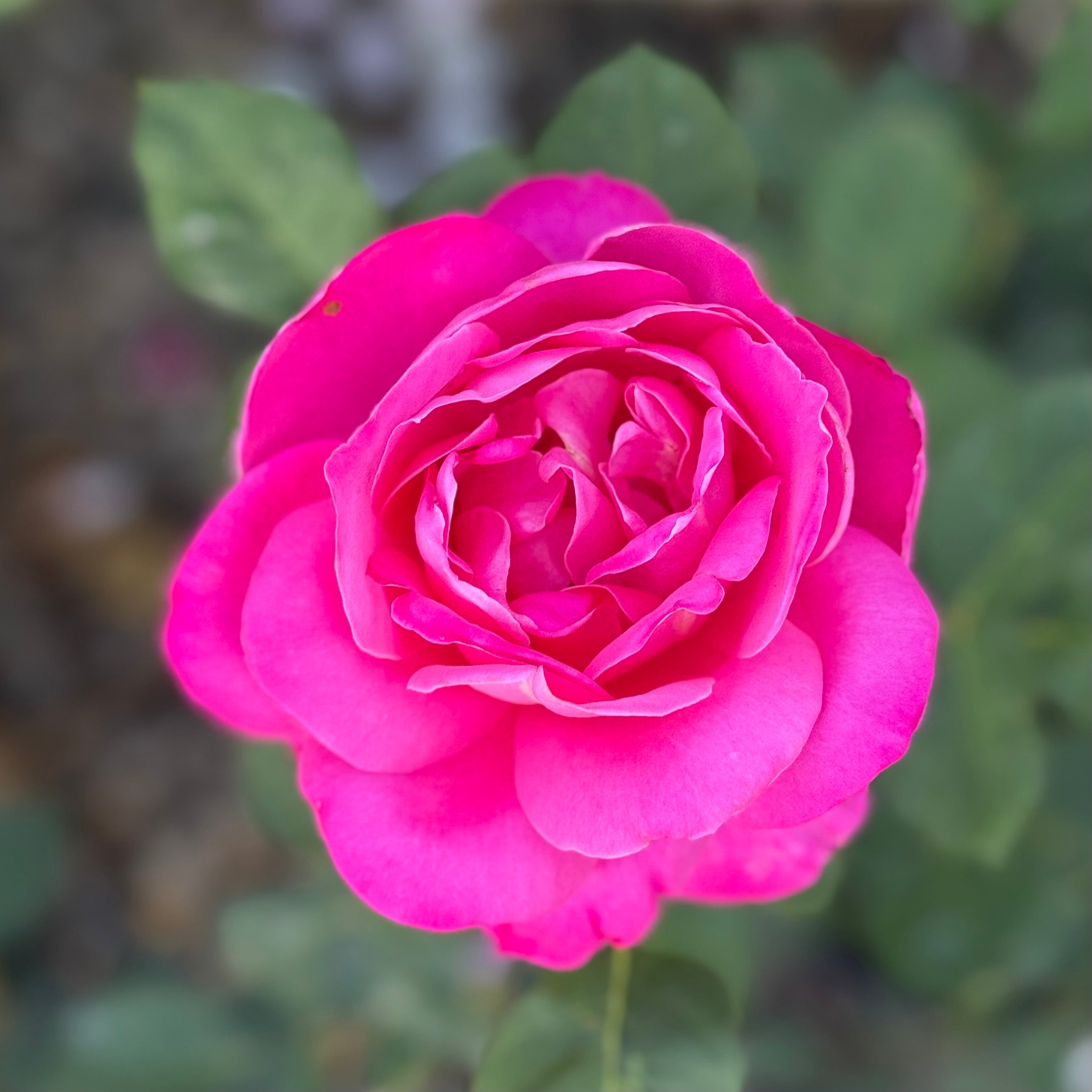 Pink Peace™ Potted Rose Bush