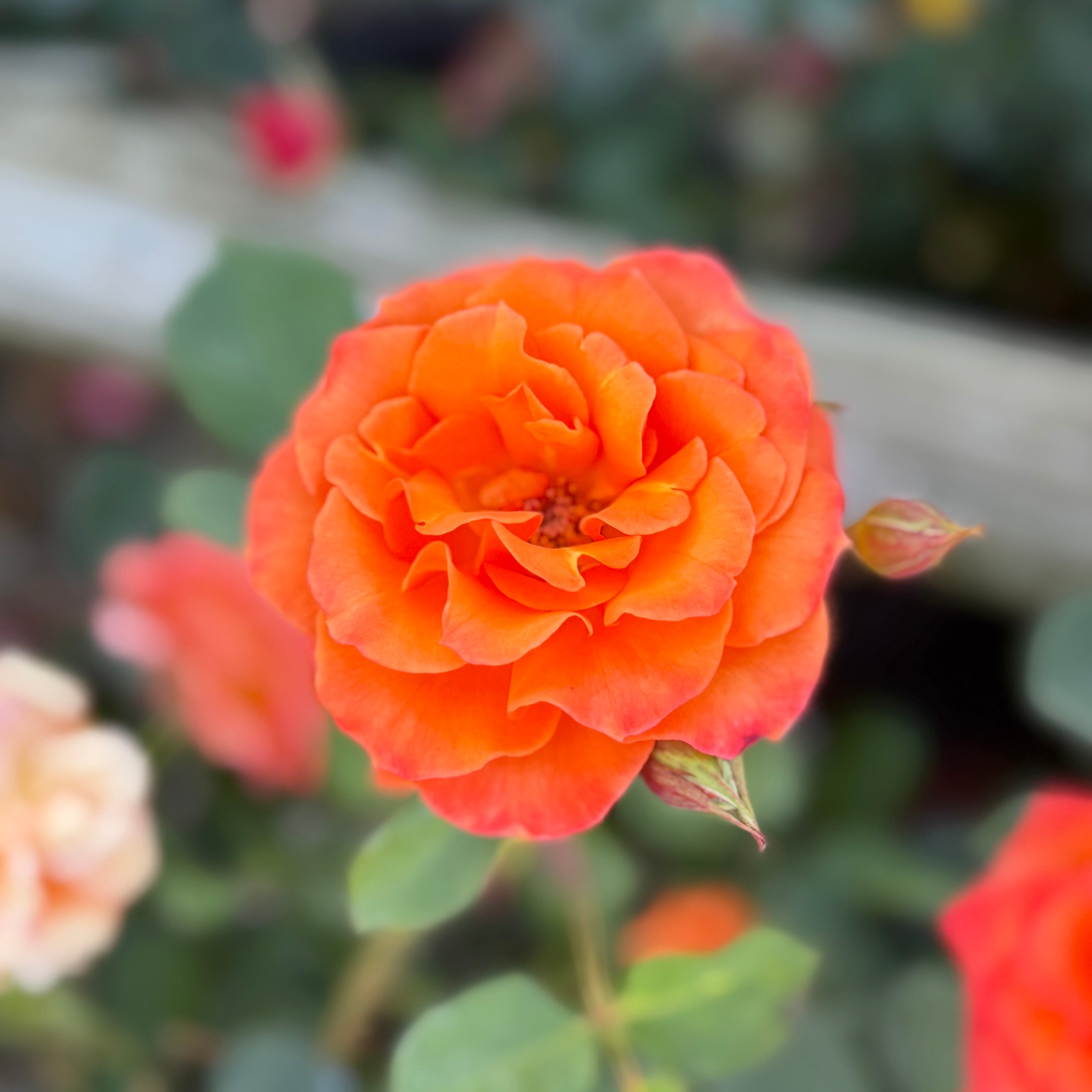 Gingersnap Potted Rose Bush