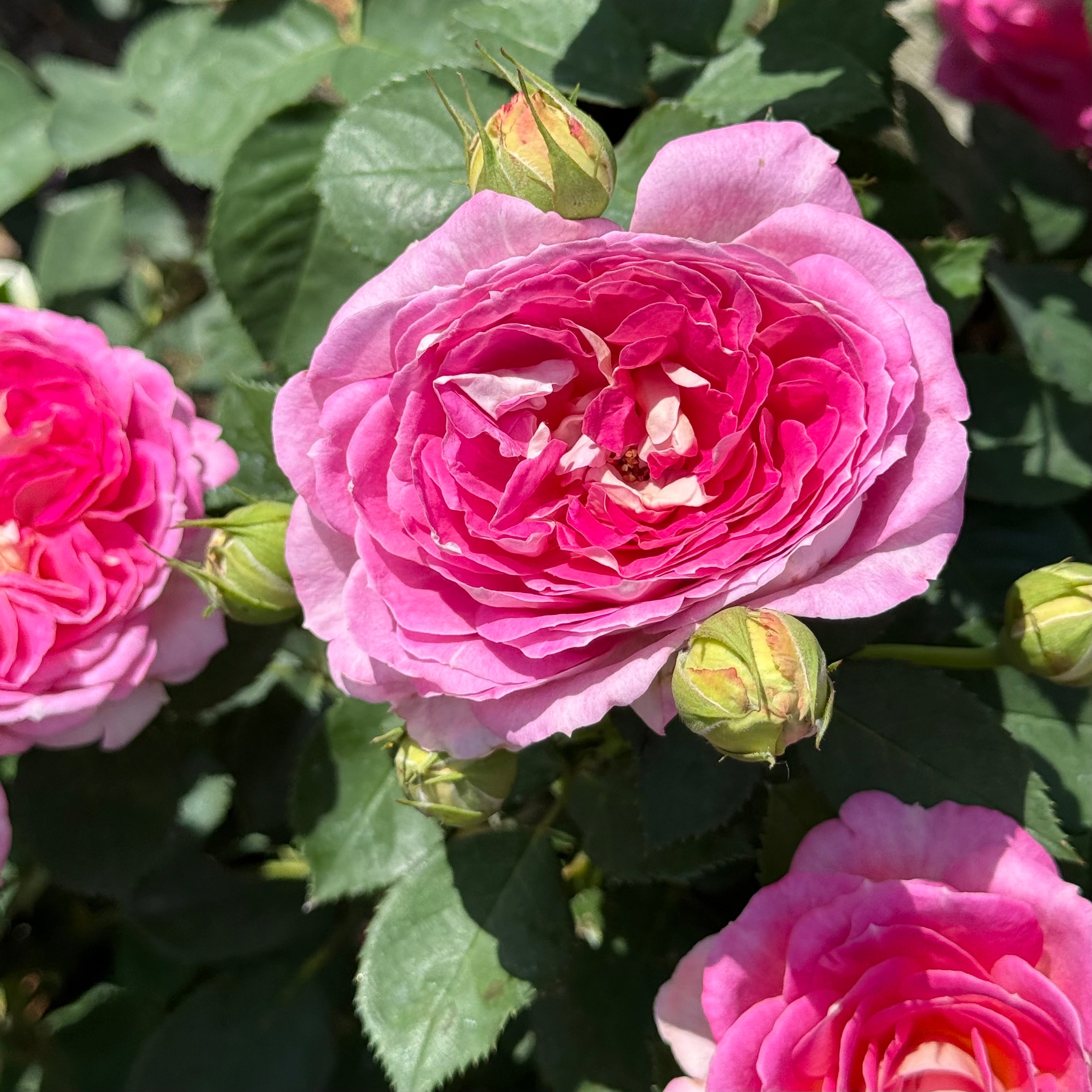 Fashion Forward™ Potted Rose Bush