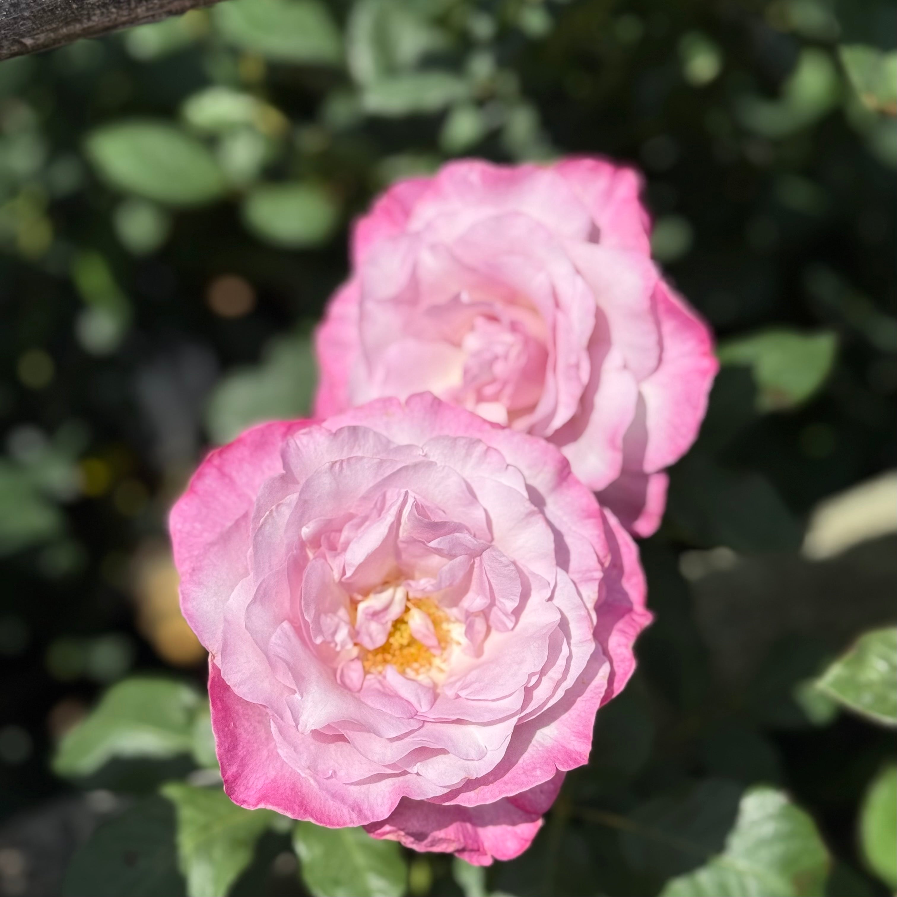 Nicole Carol Miller Potted Rose Bush