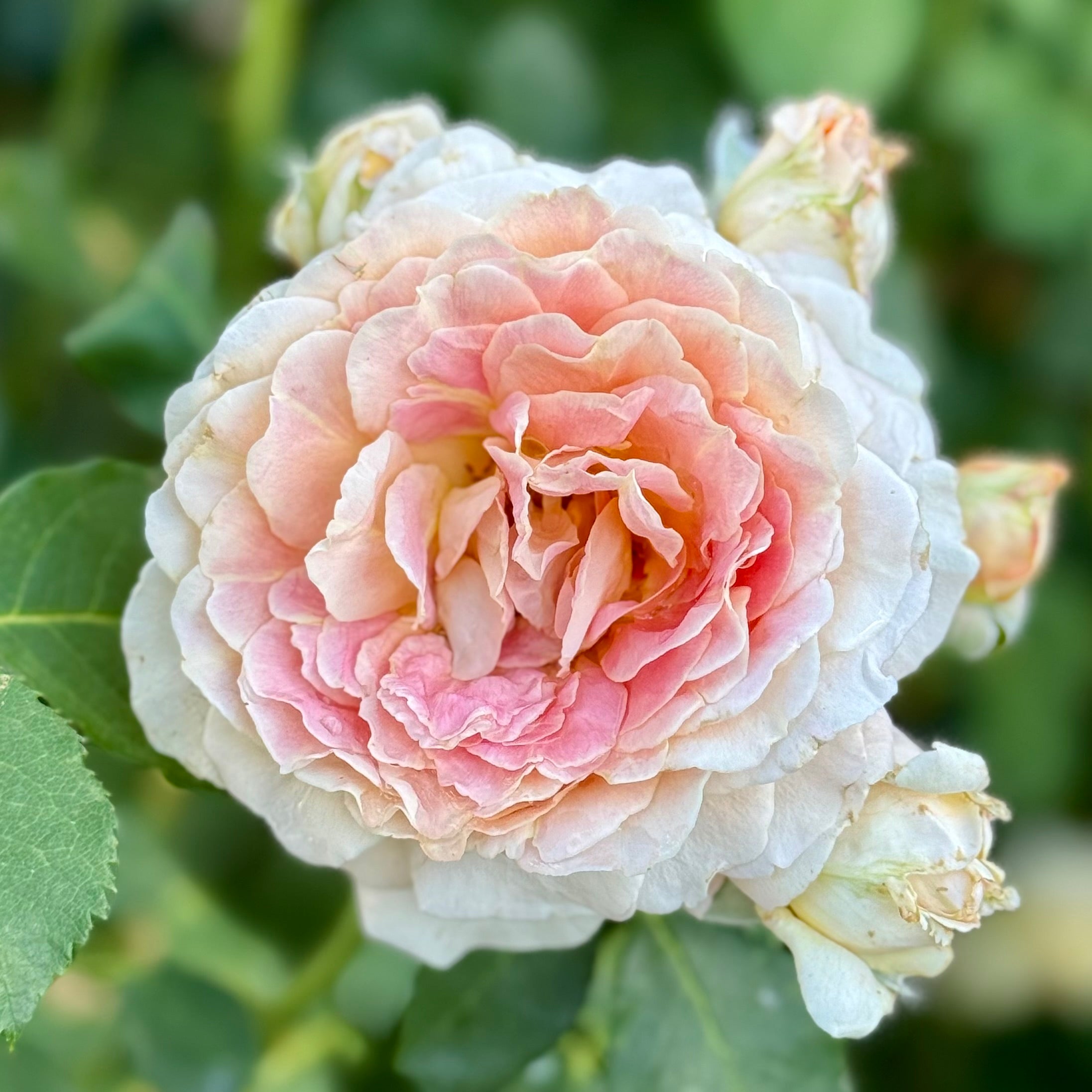 Fun in the Sun™ Potted Tree Rose