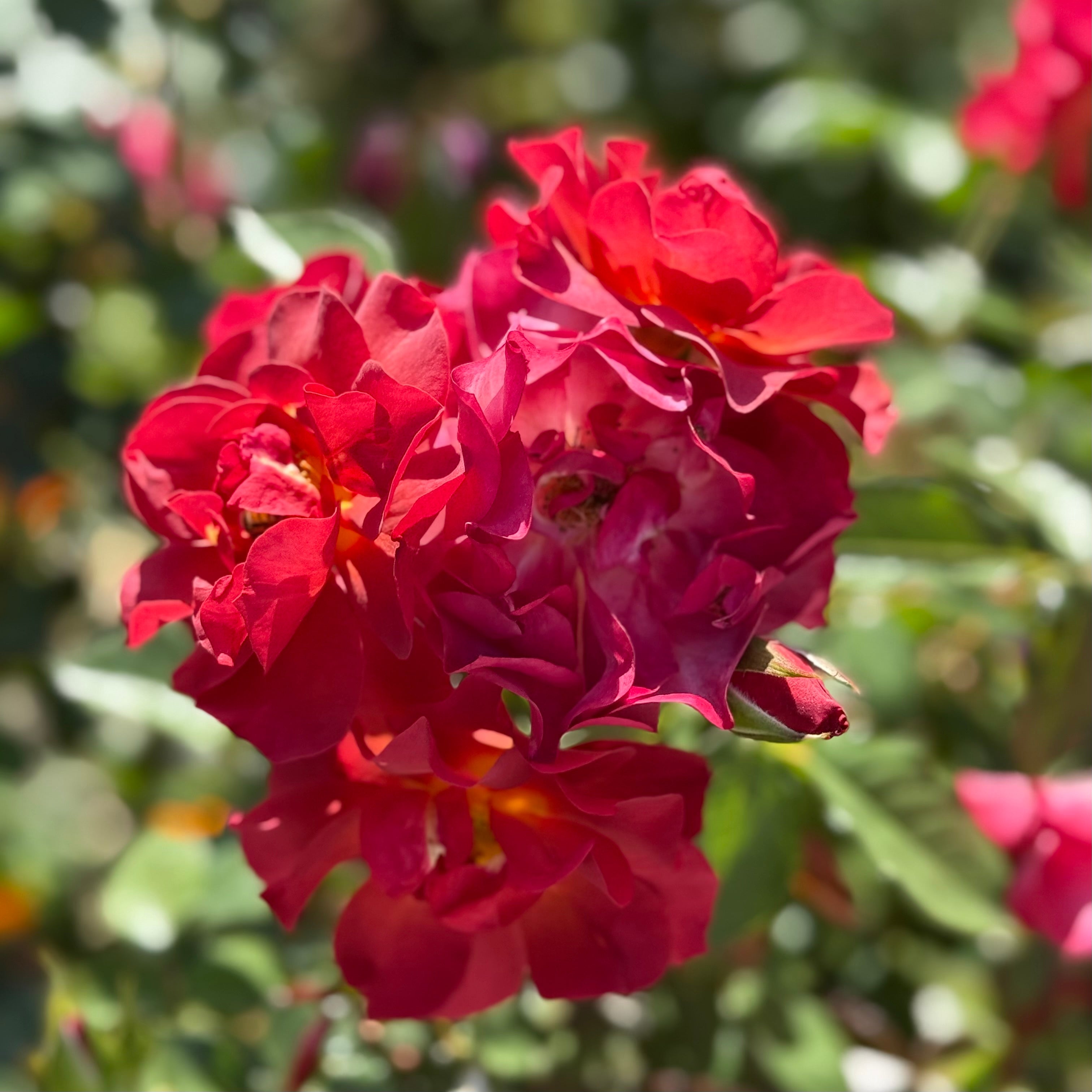 Cinco de Mayo™ Potted Rose Bush