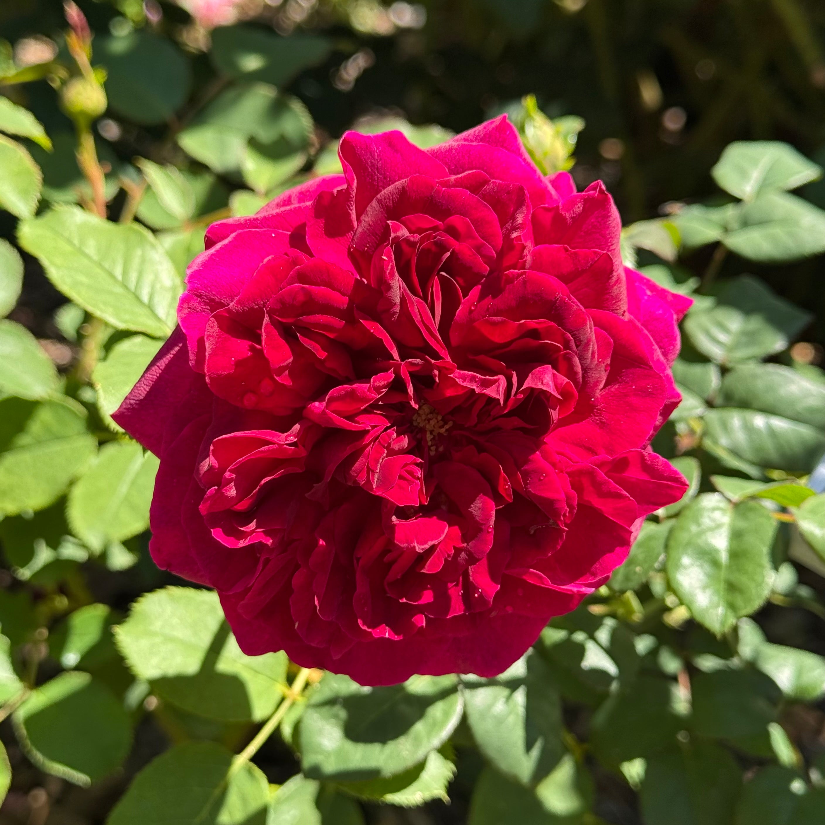 David Austin® Munstead Wood® Potted Rose Bush