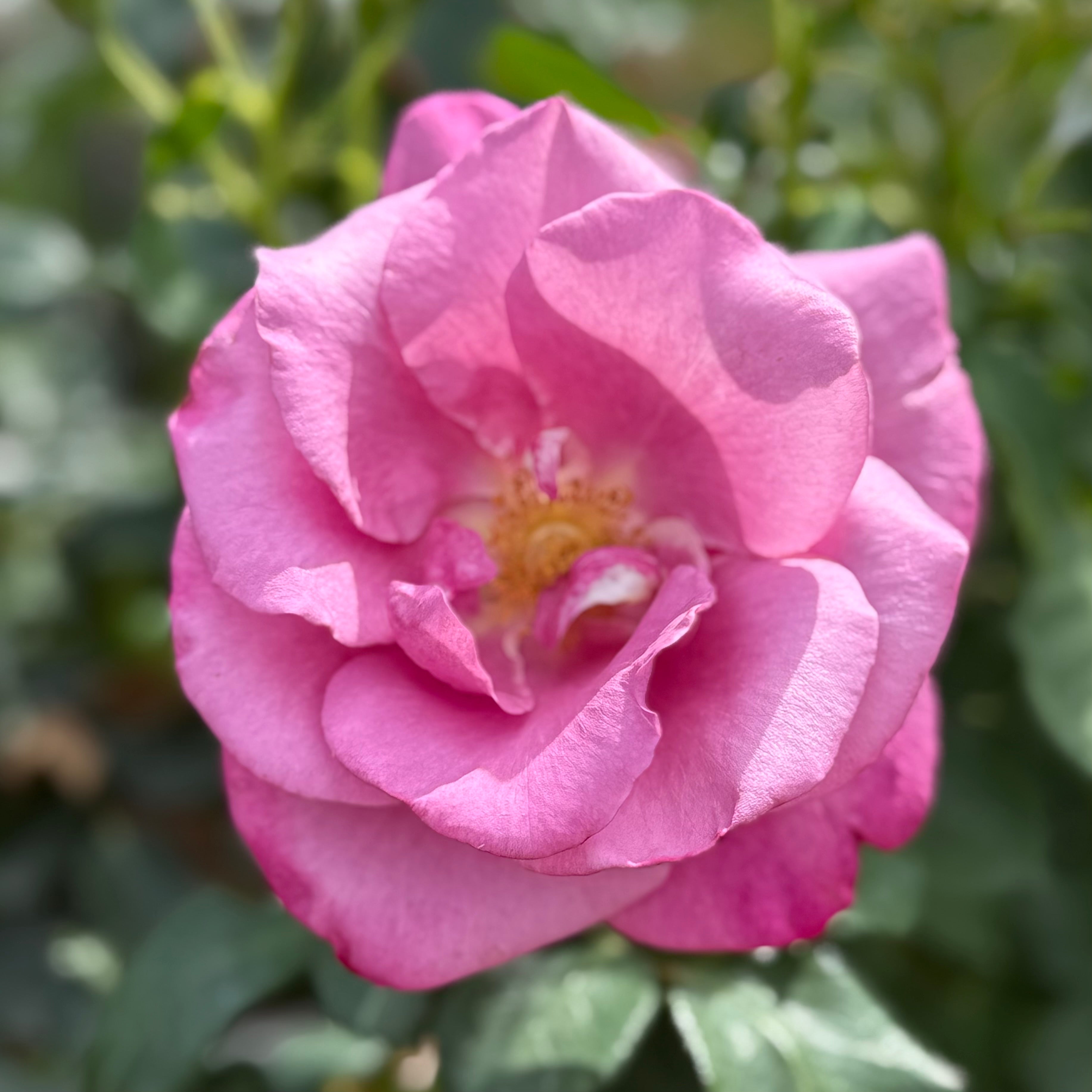Fragrant Plum Potted Rose Bush