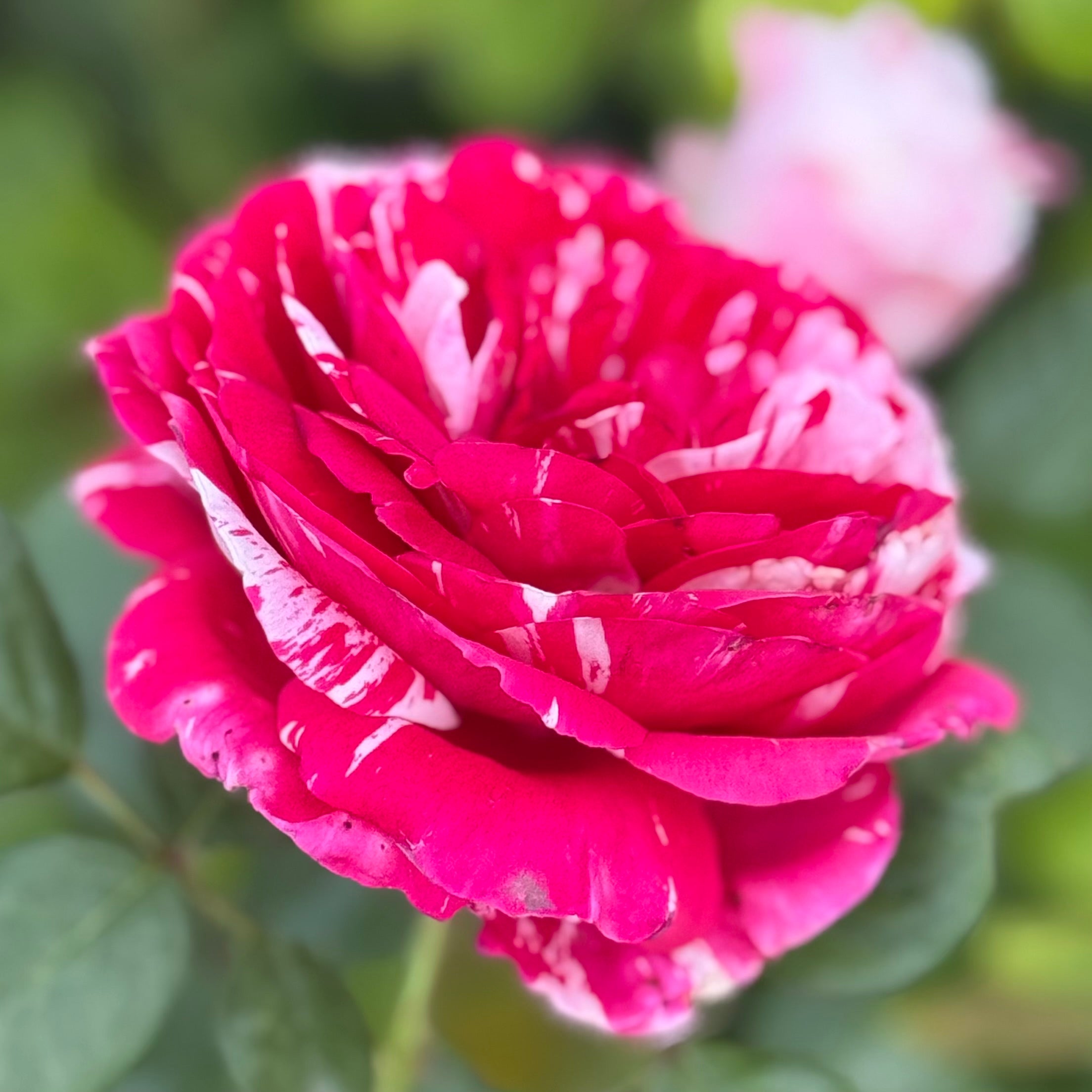 Scentimental™ Potted Rose Bush