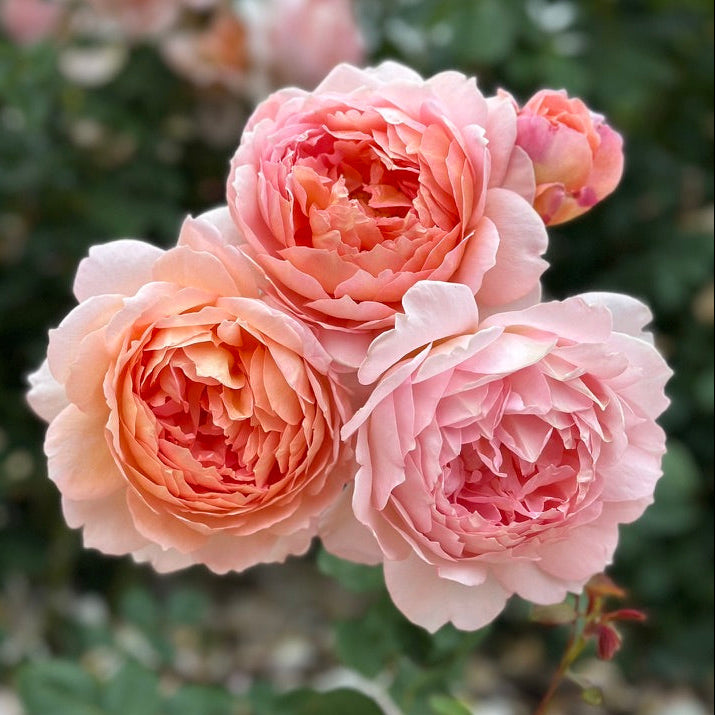 David Austin® Carding Mill® Potted Rose Bush