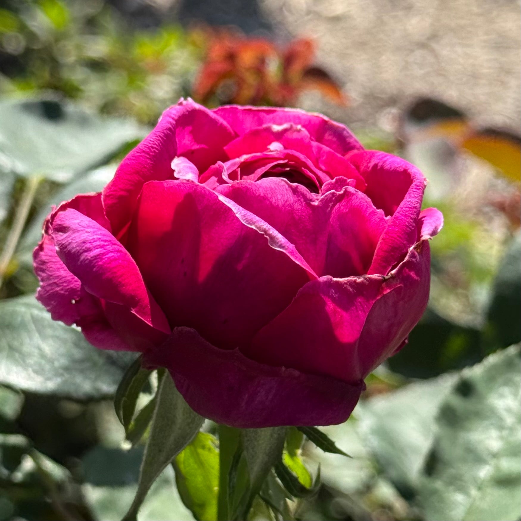 David Austin® The Prince® Potted Rose Bush