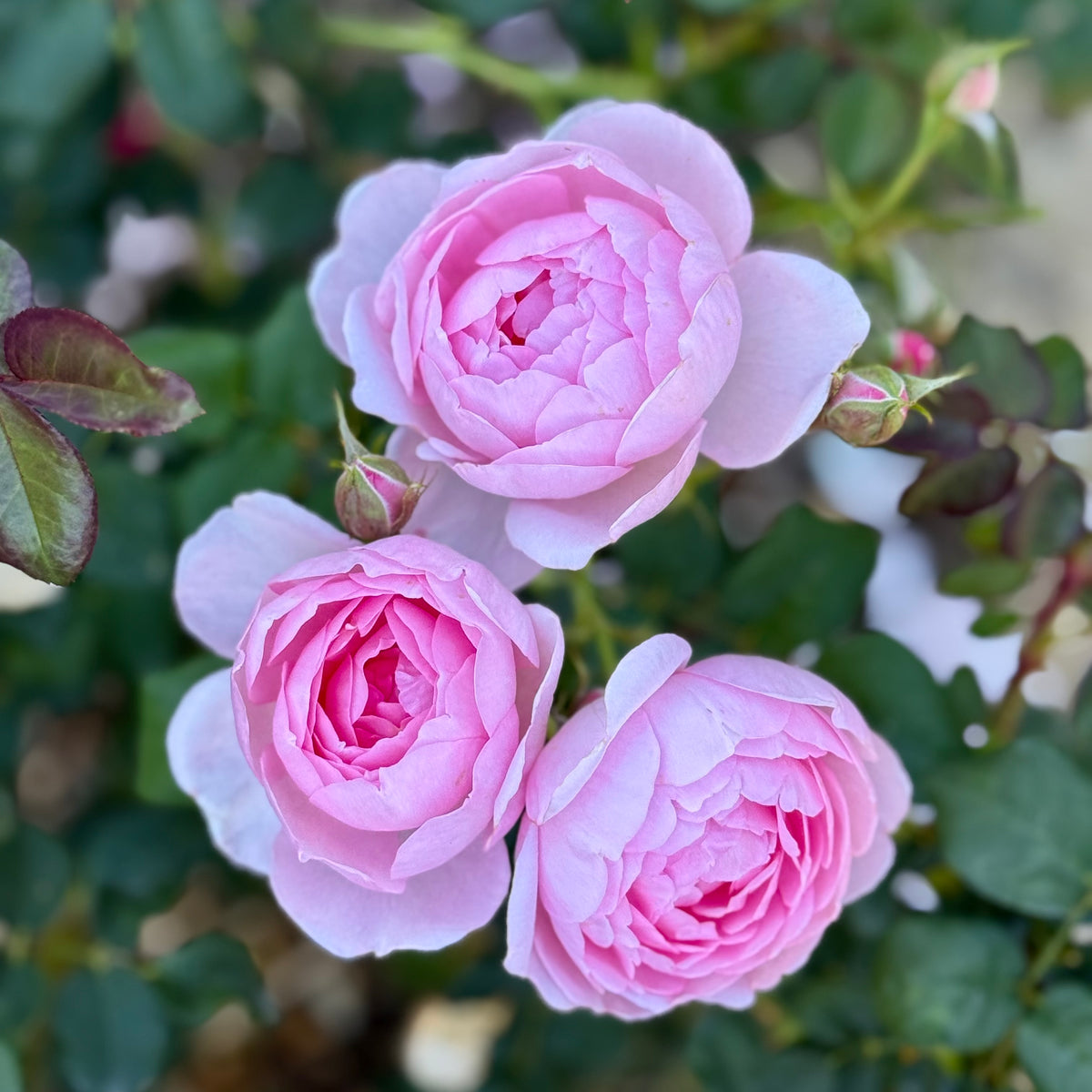 David Austin® Scepter D'Isle Potted Rose Bush