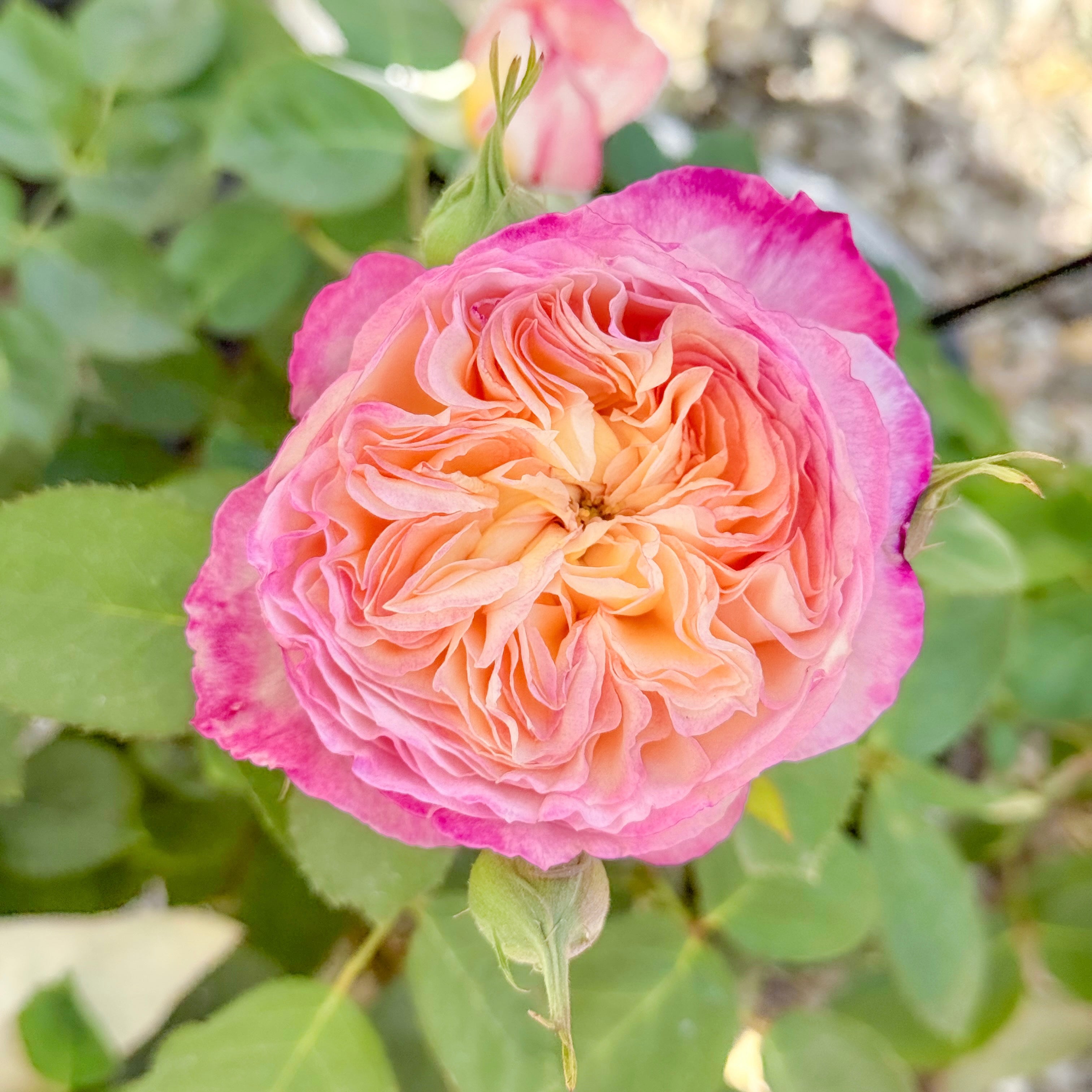 Living the Dream™ Bare Root Rose Bush