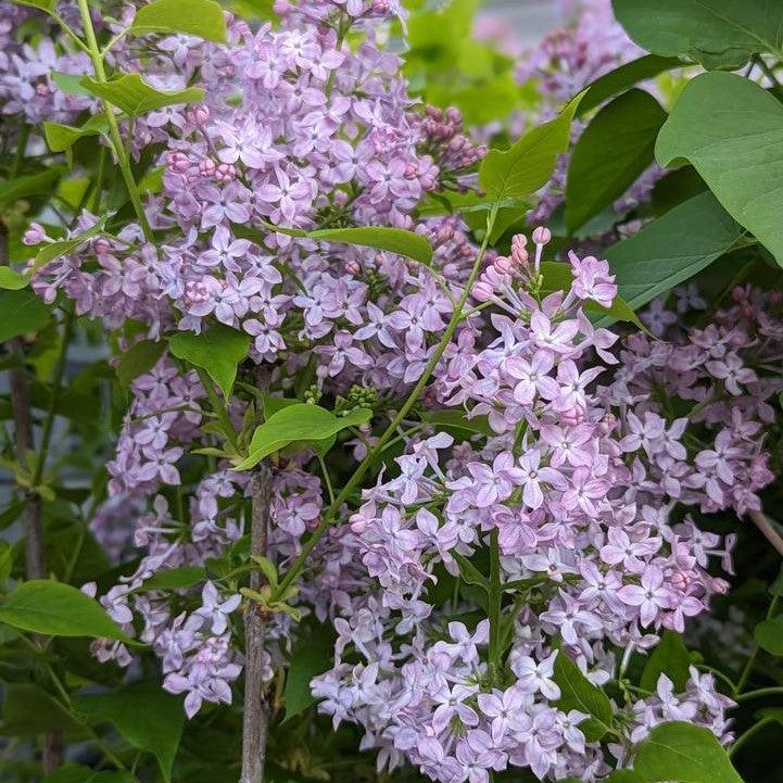 Lilac Scentara® Pura Potted Lilac Bush
