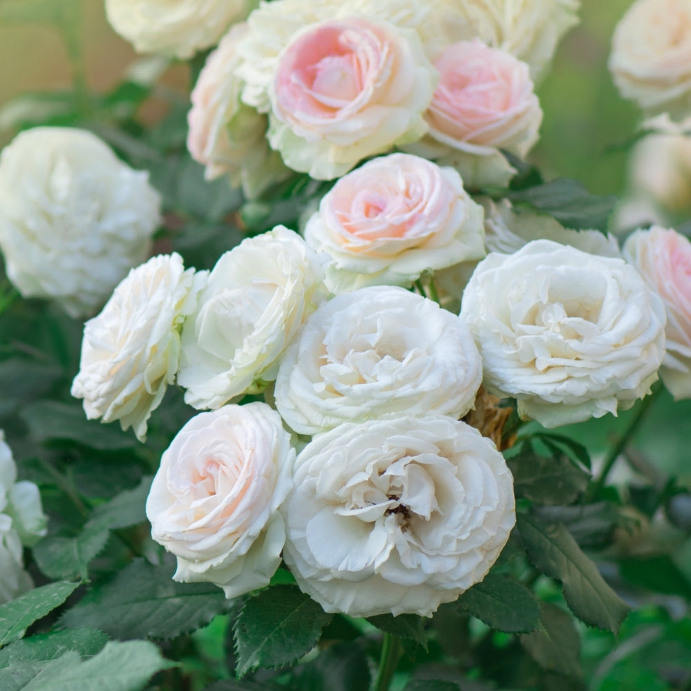 Eden Climber® Bare Root Climbing Rose