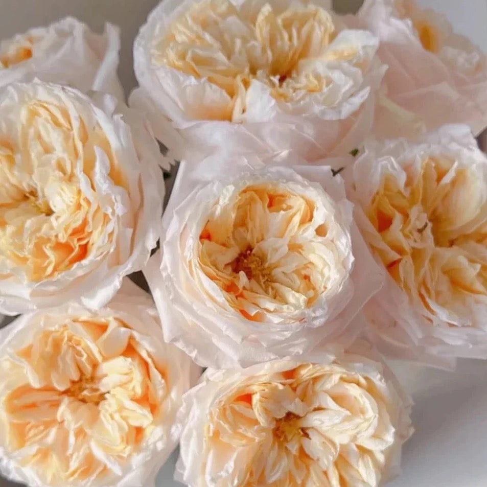 Victorian Peach Potted Rose Bush