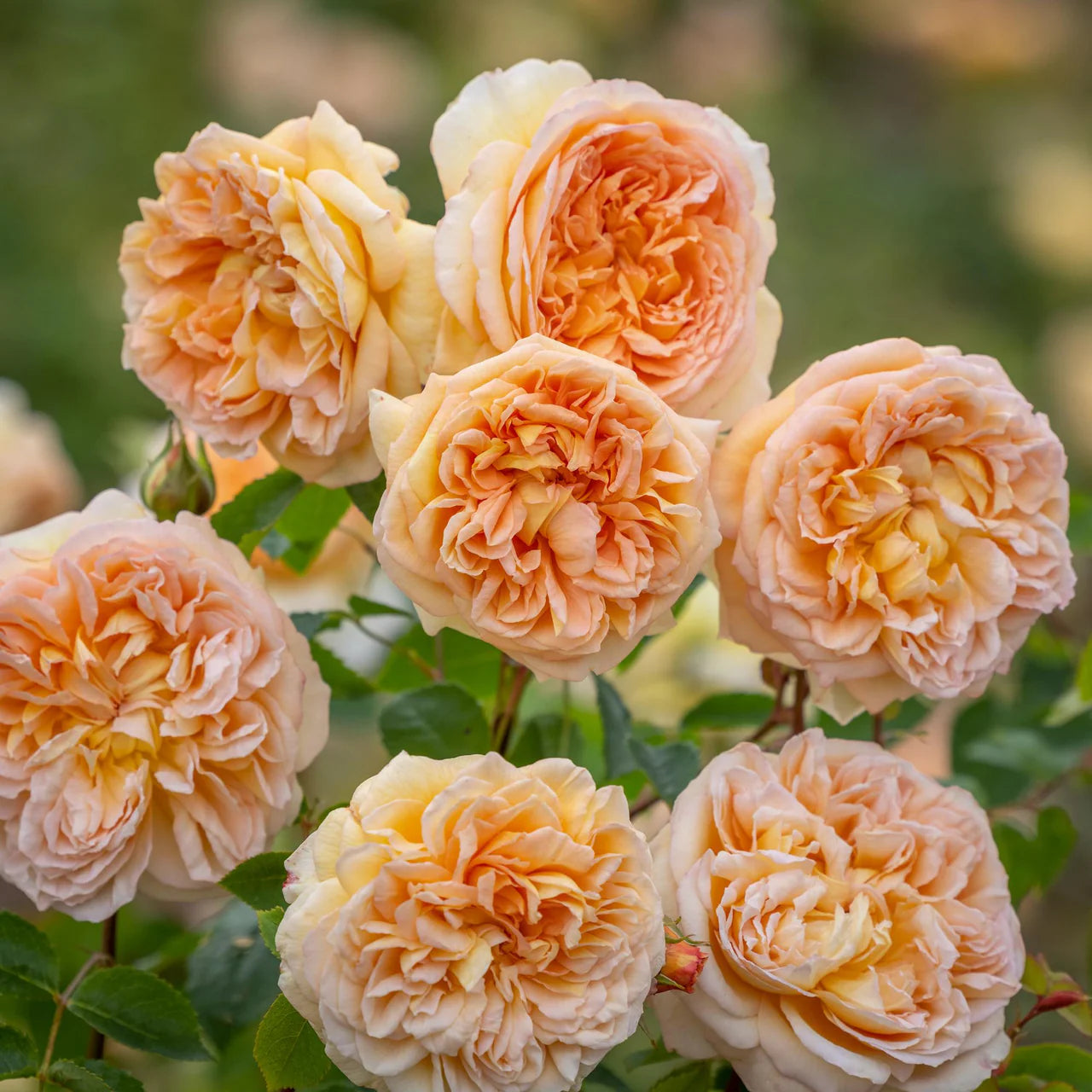 David Austin® Bathsheba® Potted Rose Bush