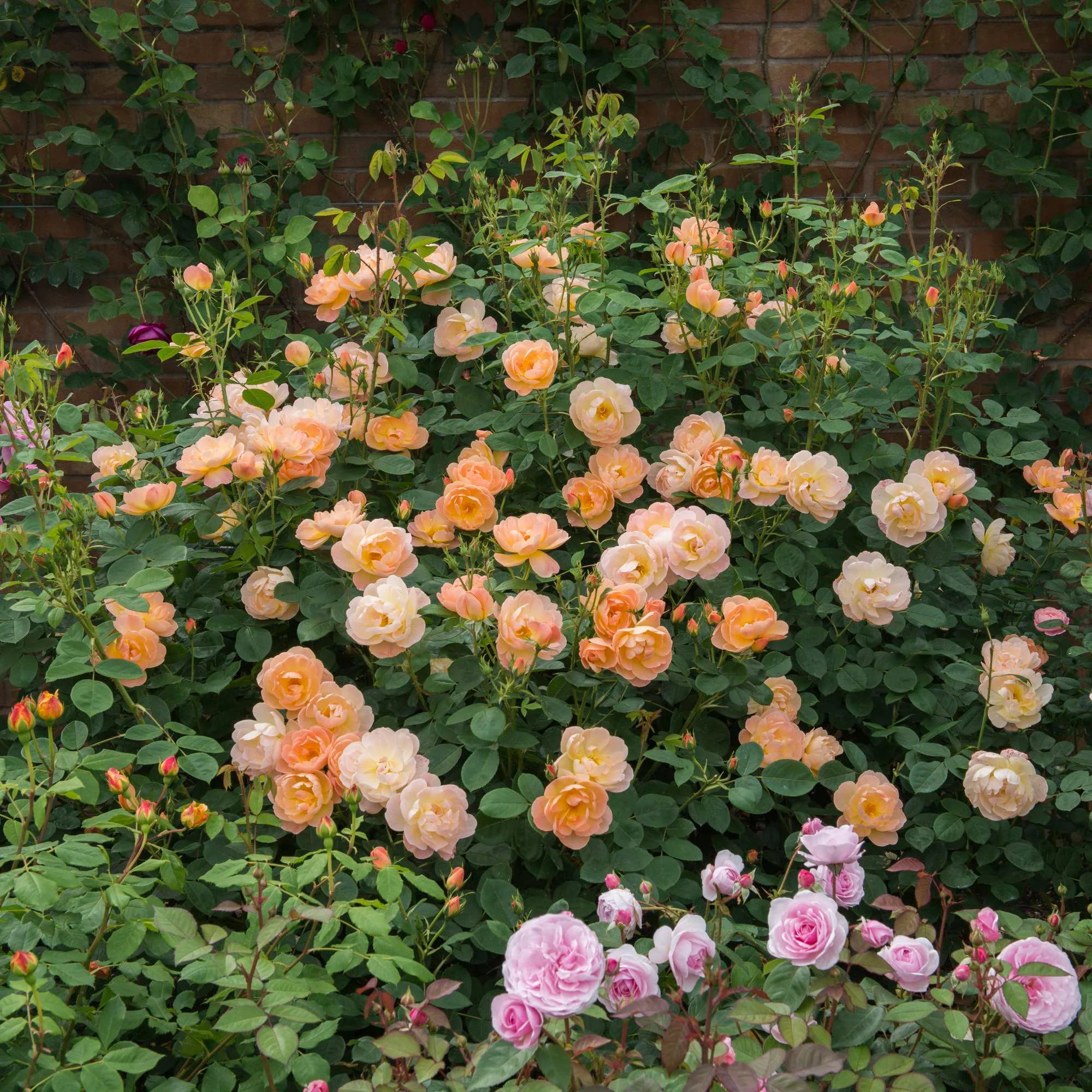 David Austin® The Lark Ascending® Potted Rose Bush