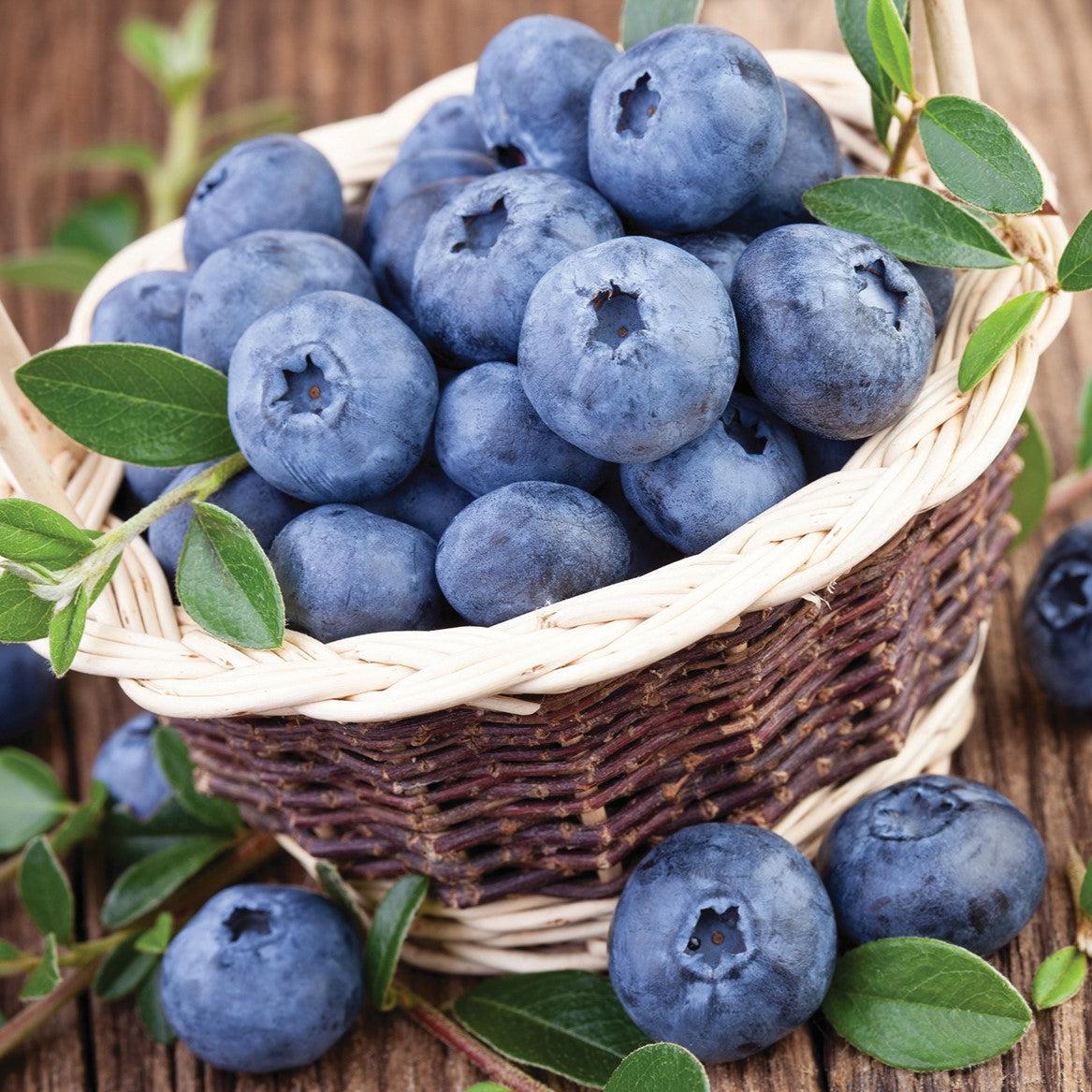 Blueberry 'Northland' Highbush Potted Blueberry Plant