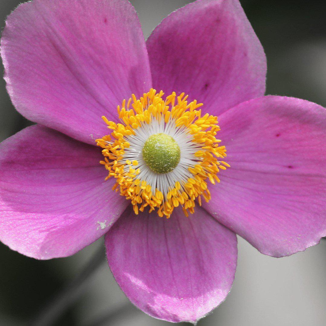 Anemone 'Red Riding Hood' Potted Anemone Plant