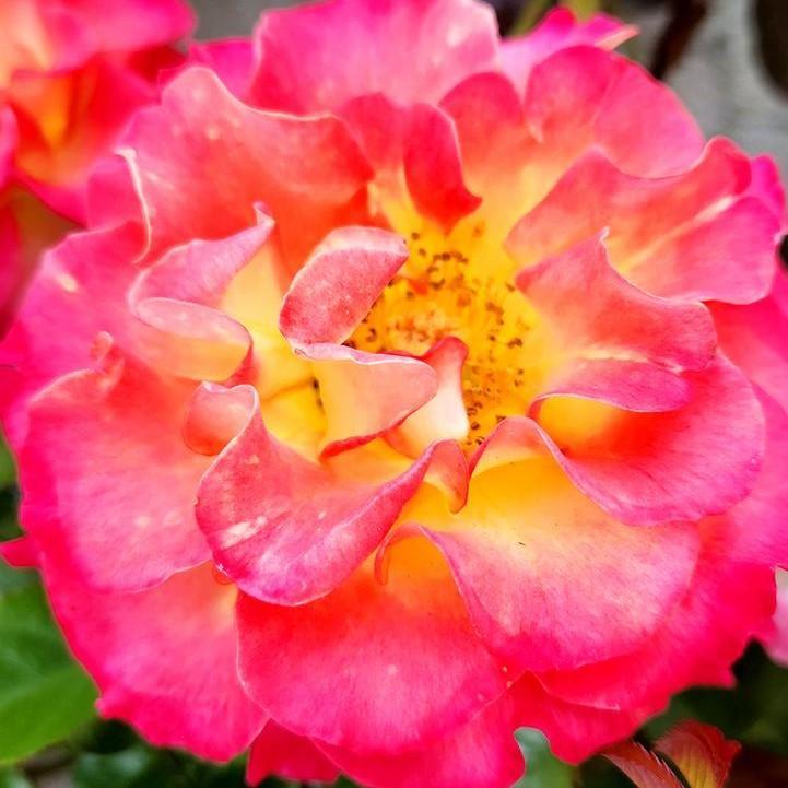 True Bloom® True Sincerity Potted Rose Bush