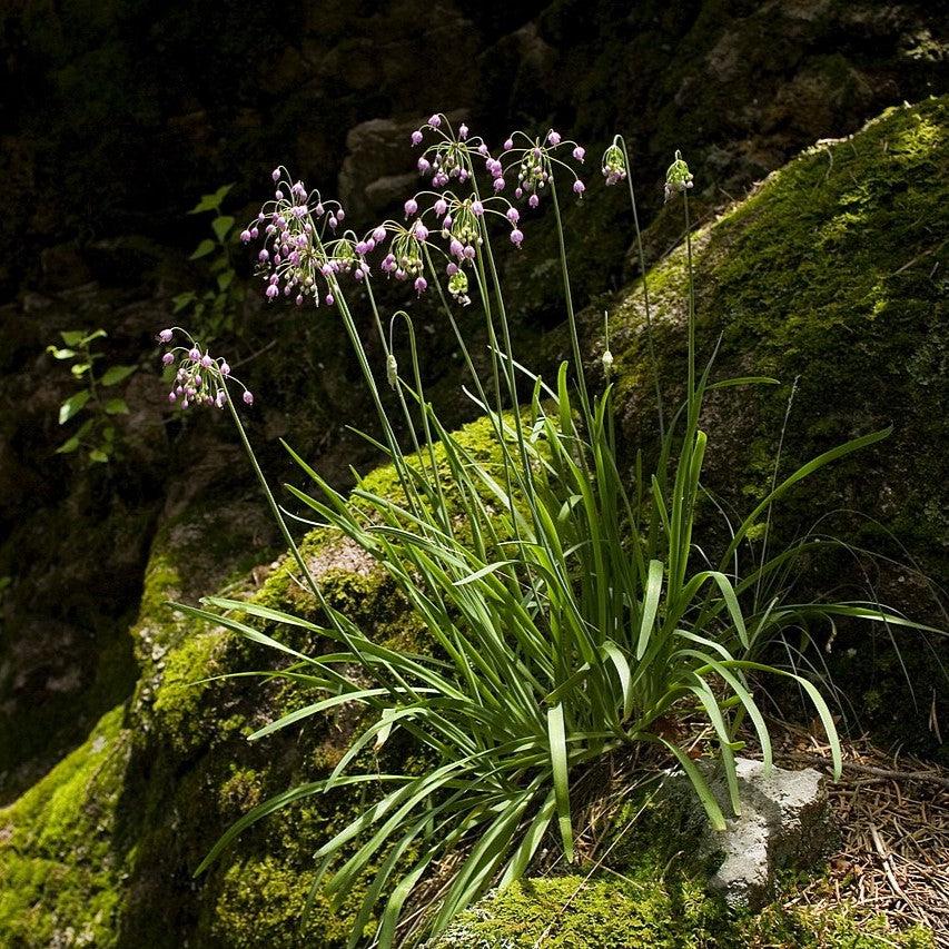 Allium cernuum Potted Ornamental Onion Plant