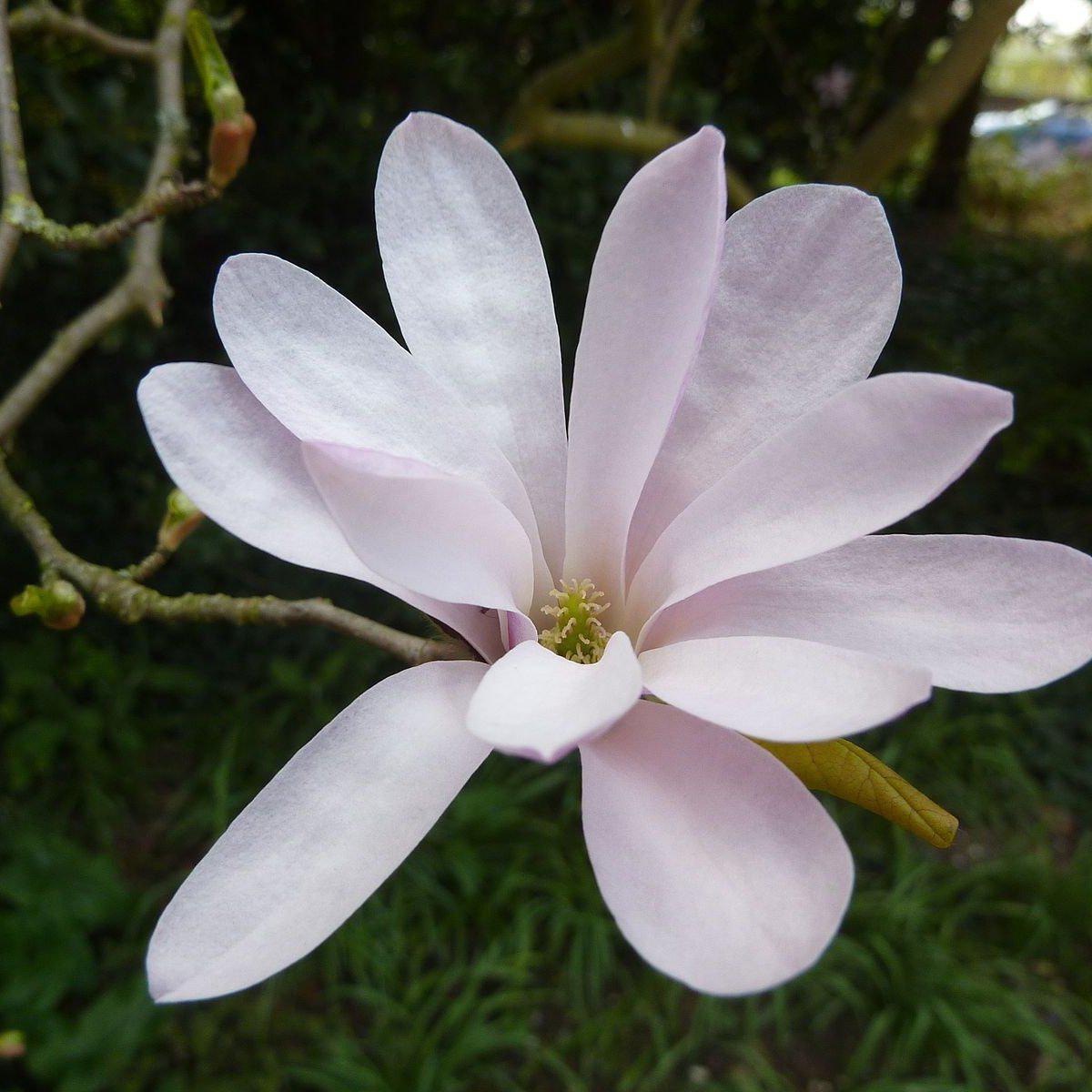 Magnolia 'Leonard Messel' Potted Magnolia Plant