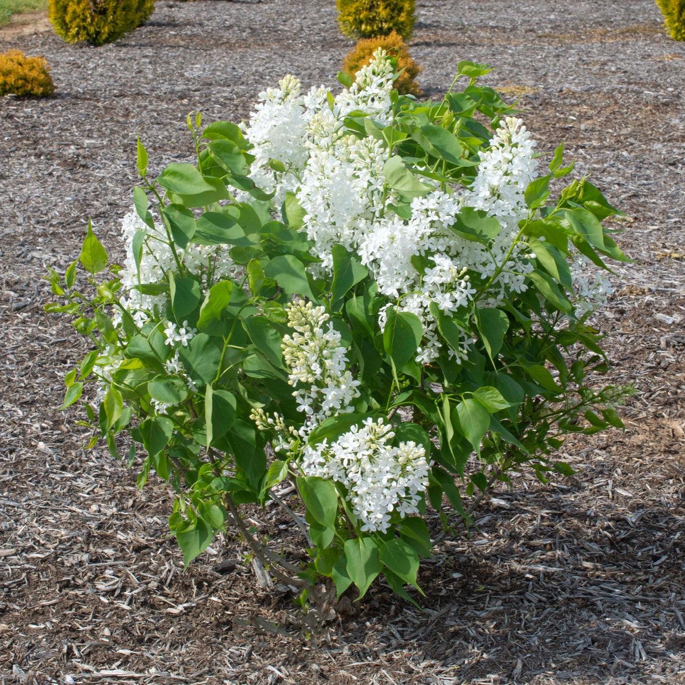 Lilac New Age™ White Potted Lilac Plant