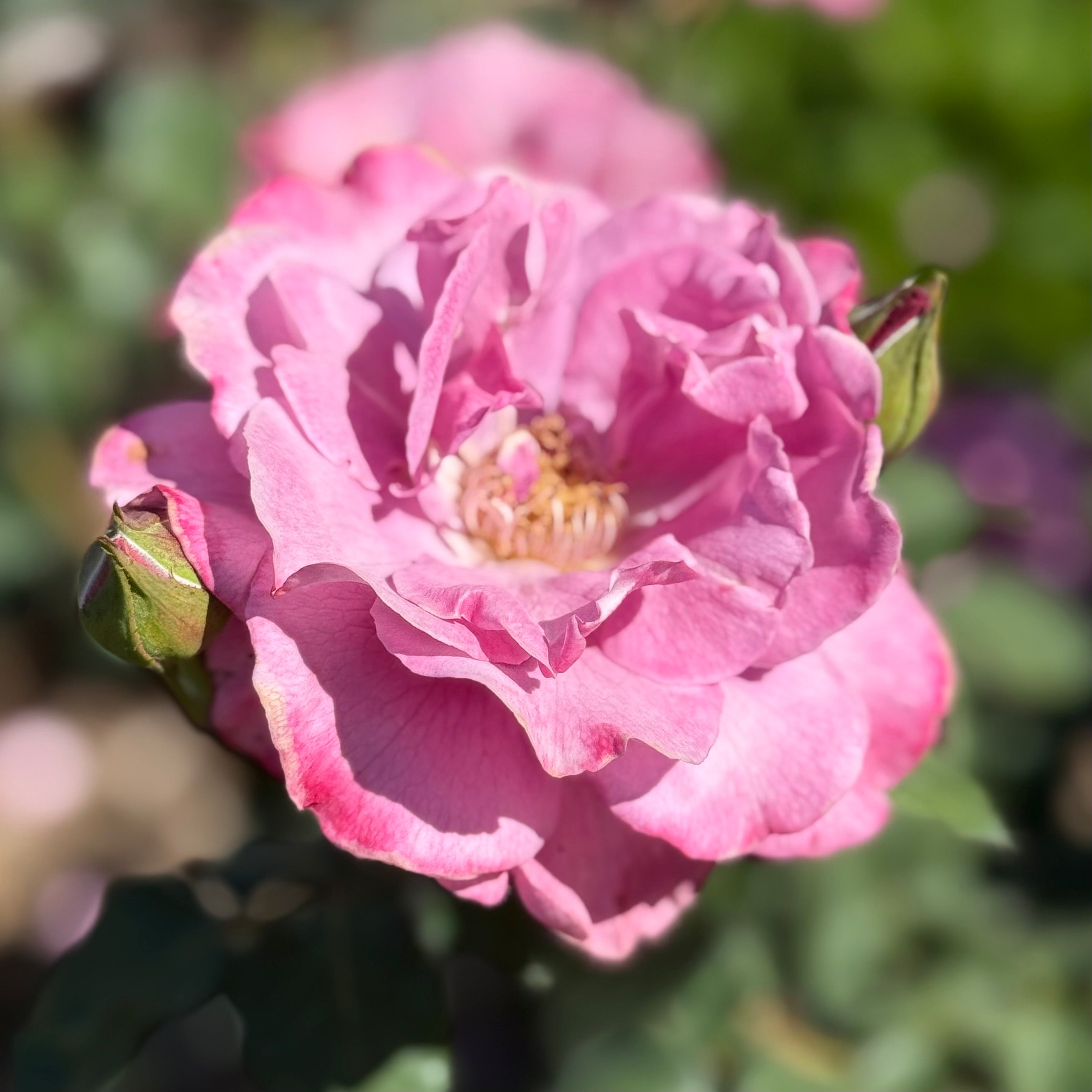 Angel Face Potted Tree Rose