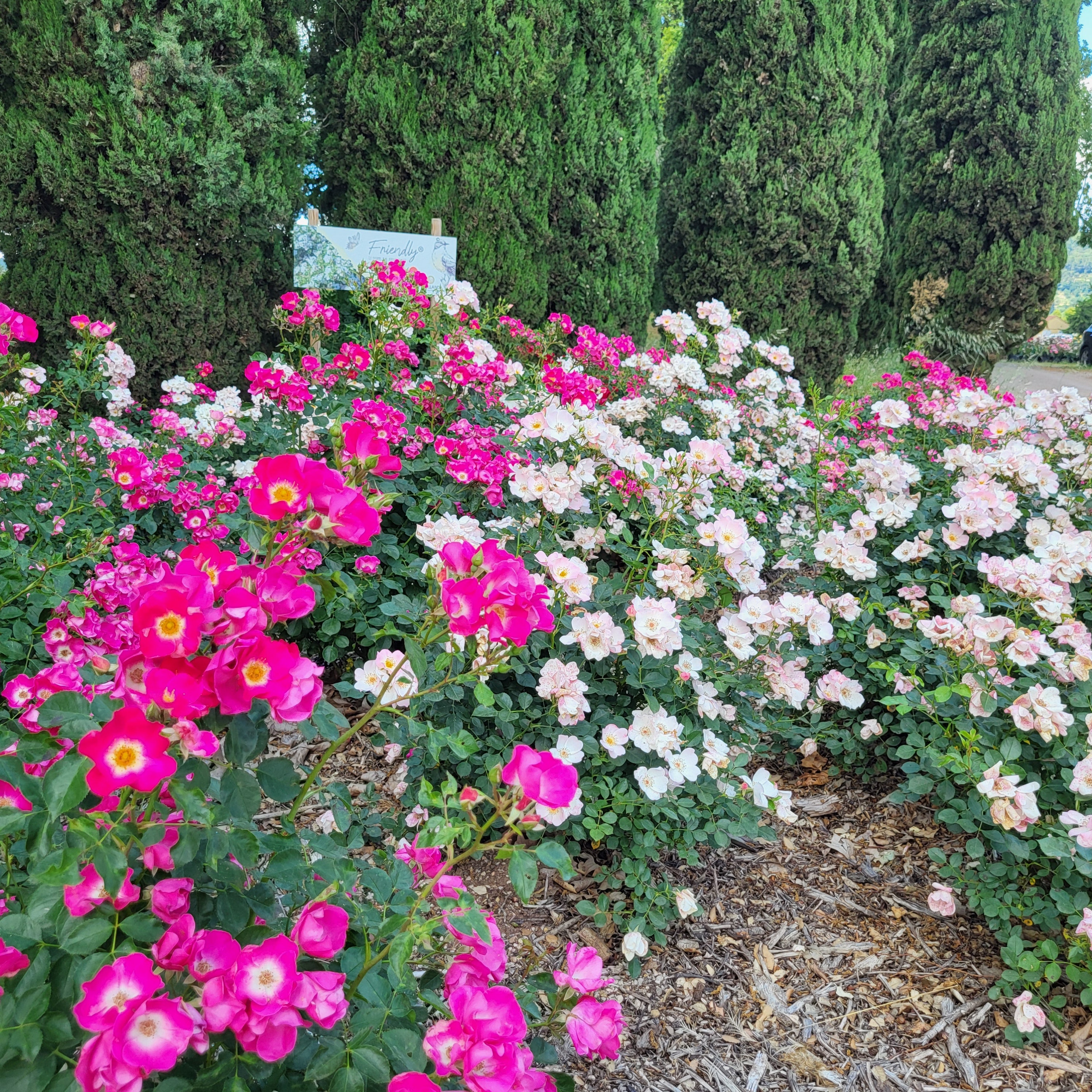 Friendly® Purple Potted Rose Bush