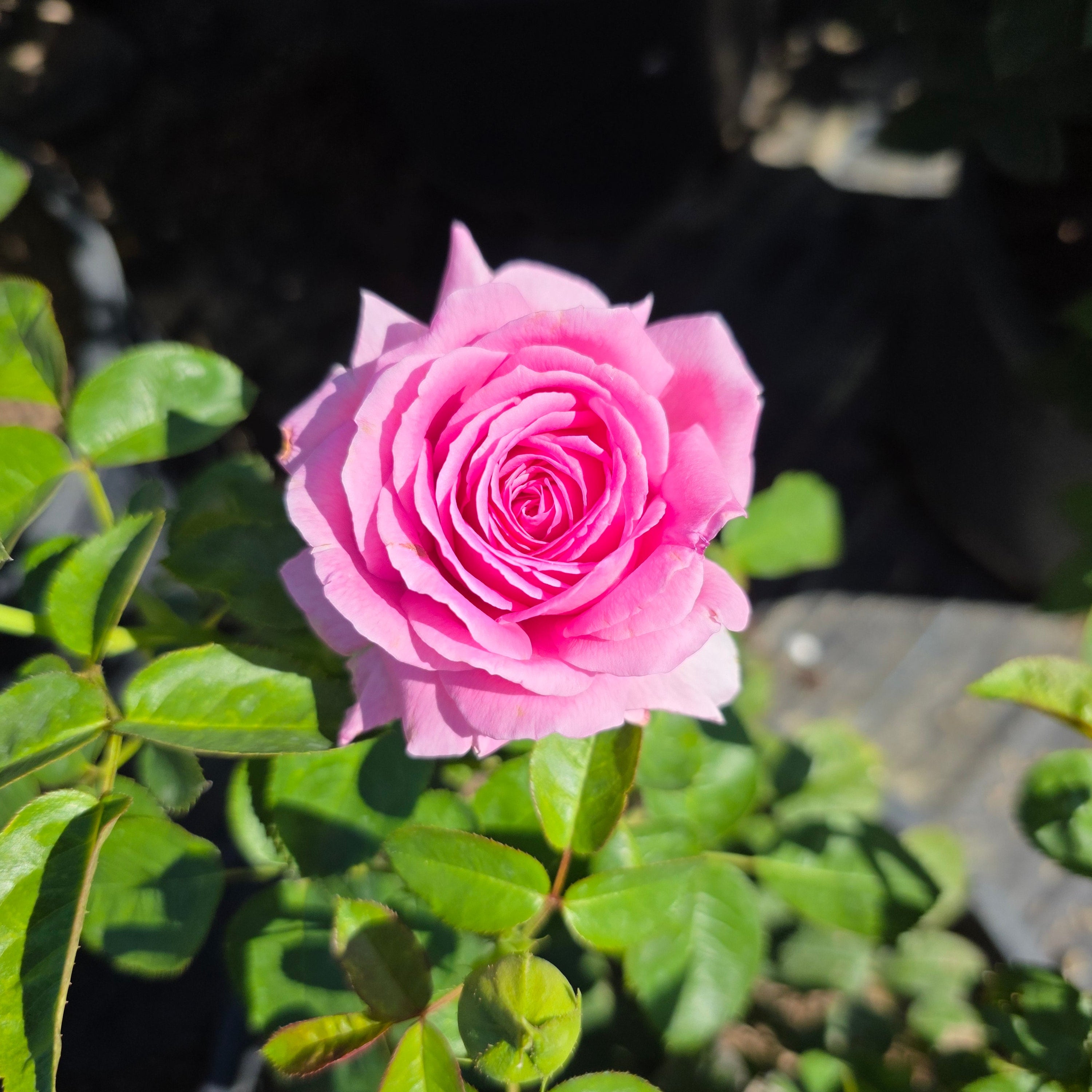 Héloïse-Grace™ Potted Rose Bush