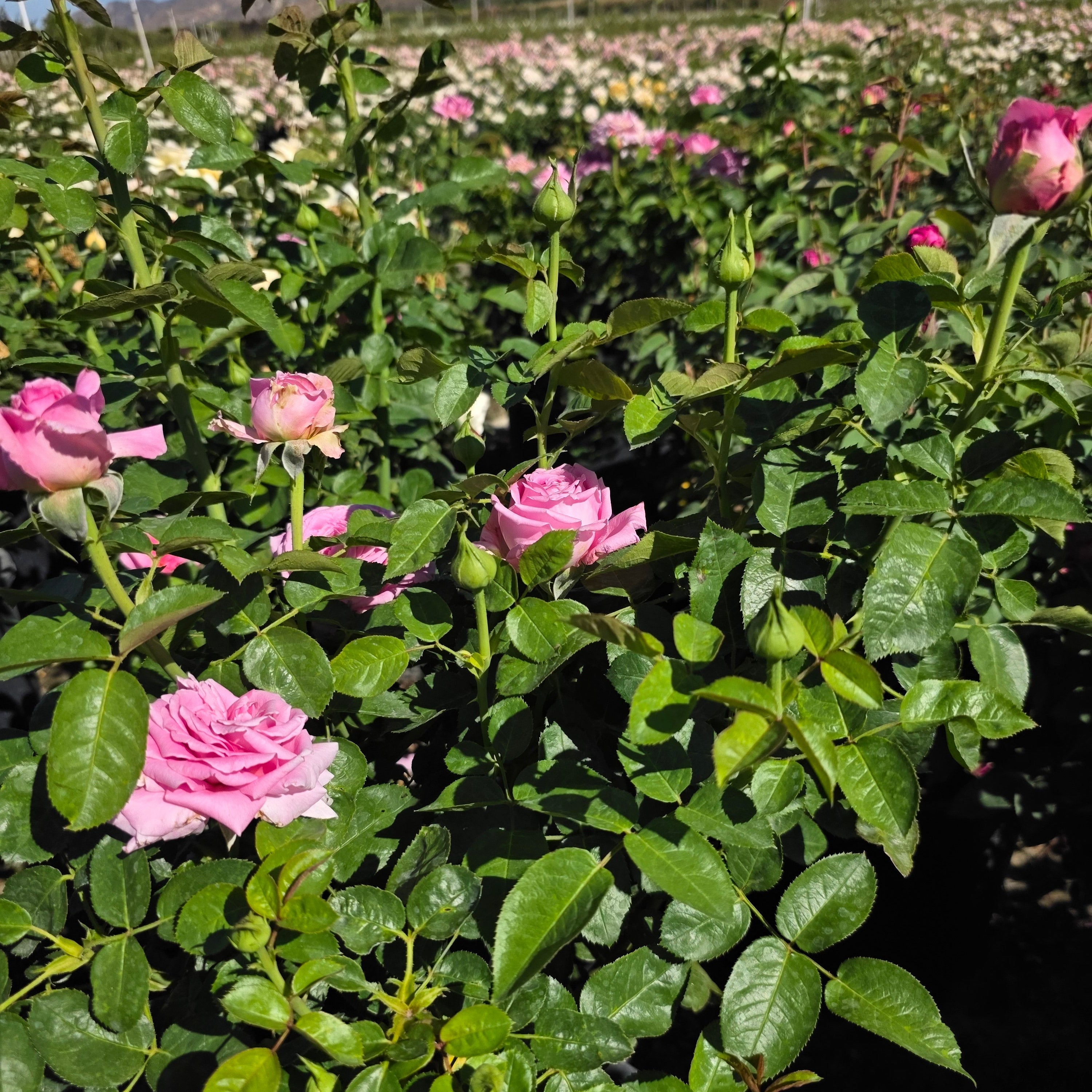 Héloïse-Grace™ Potted Rose Bush