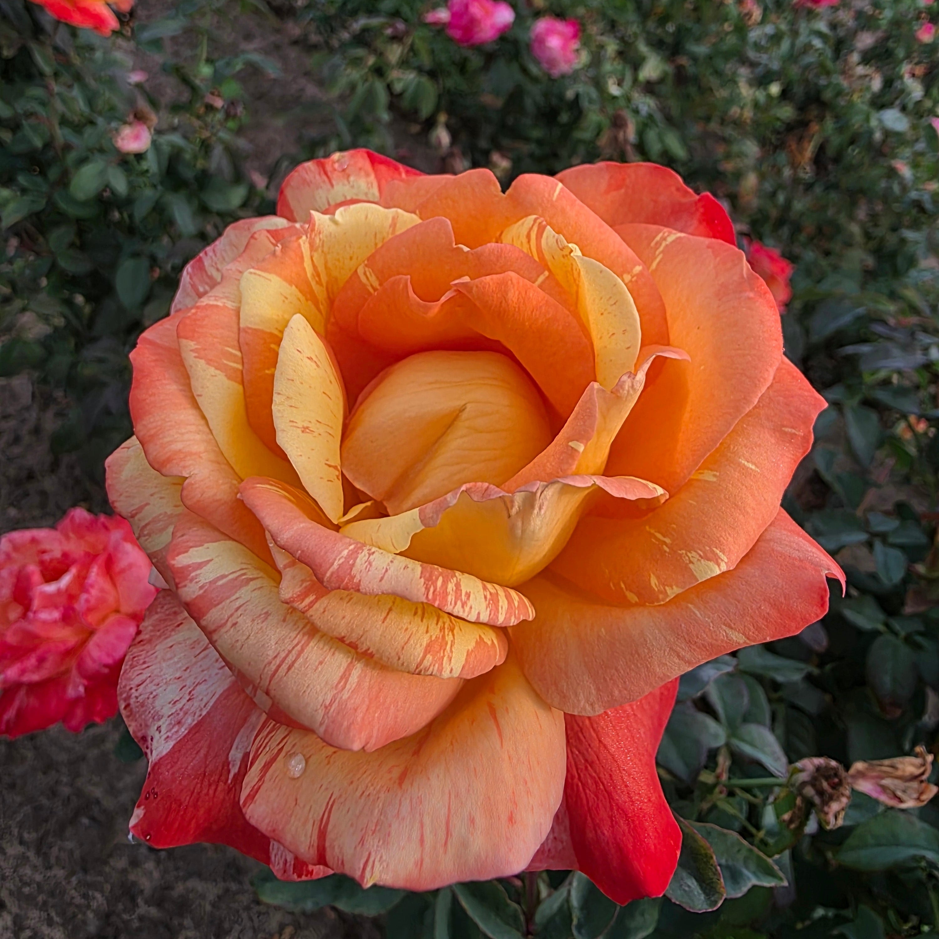 Rainbow Niagara™ Bare Root Rose Bush