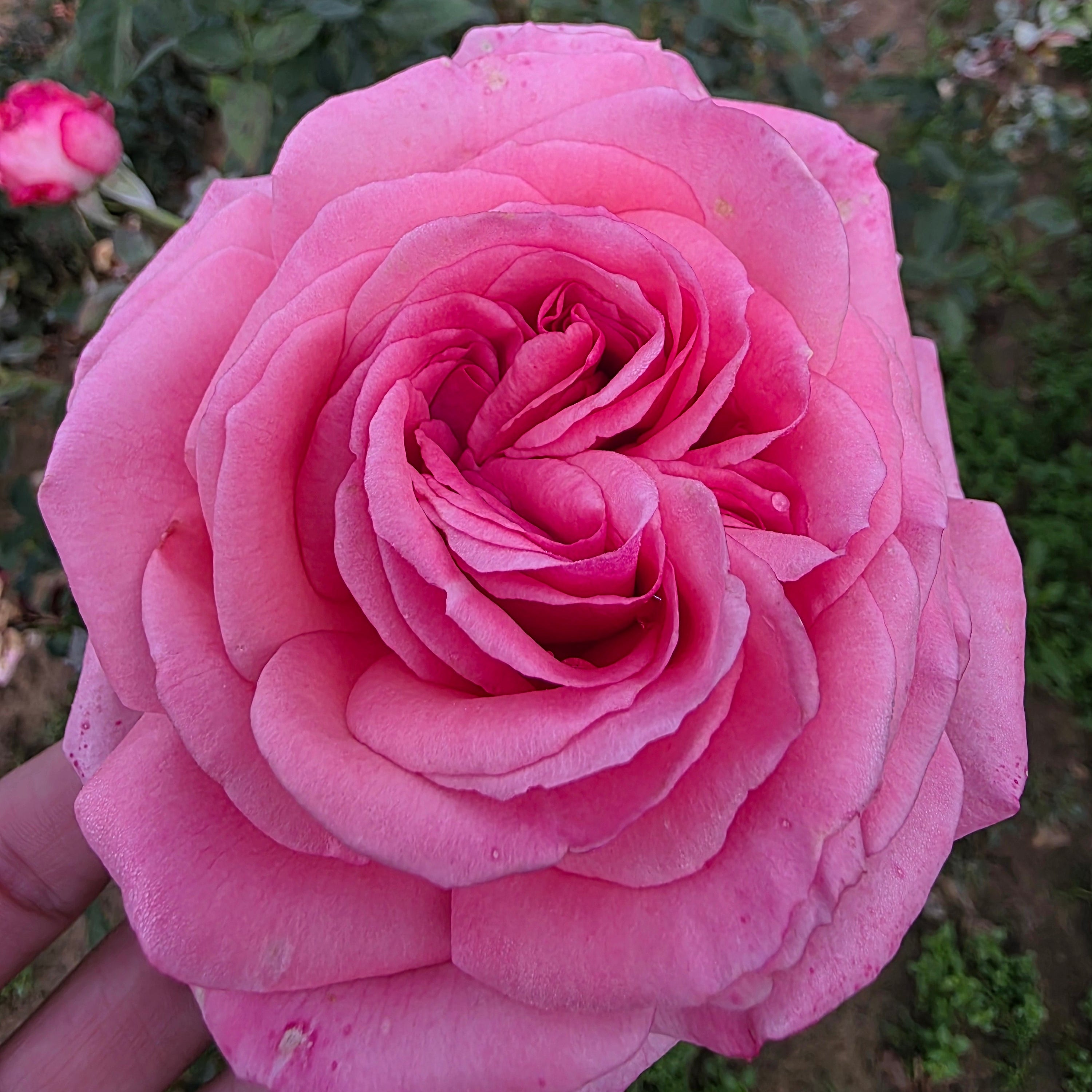 Canada Blooms Bare Root Rose Bush