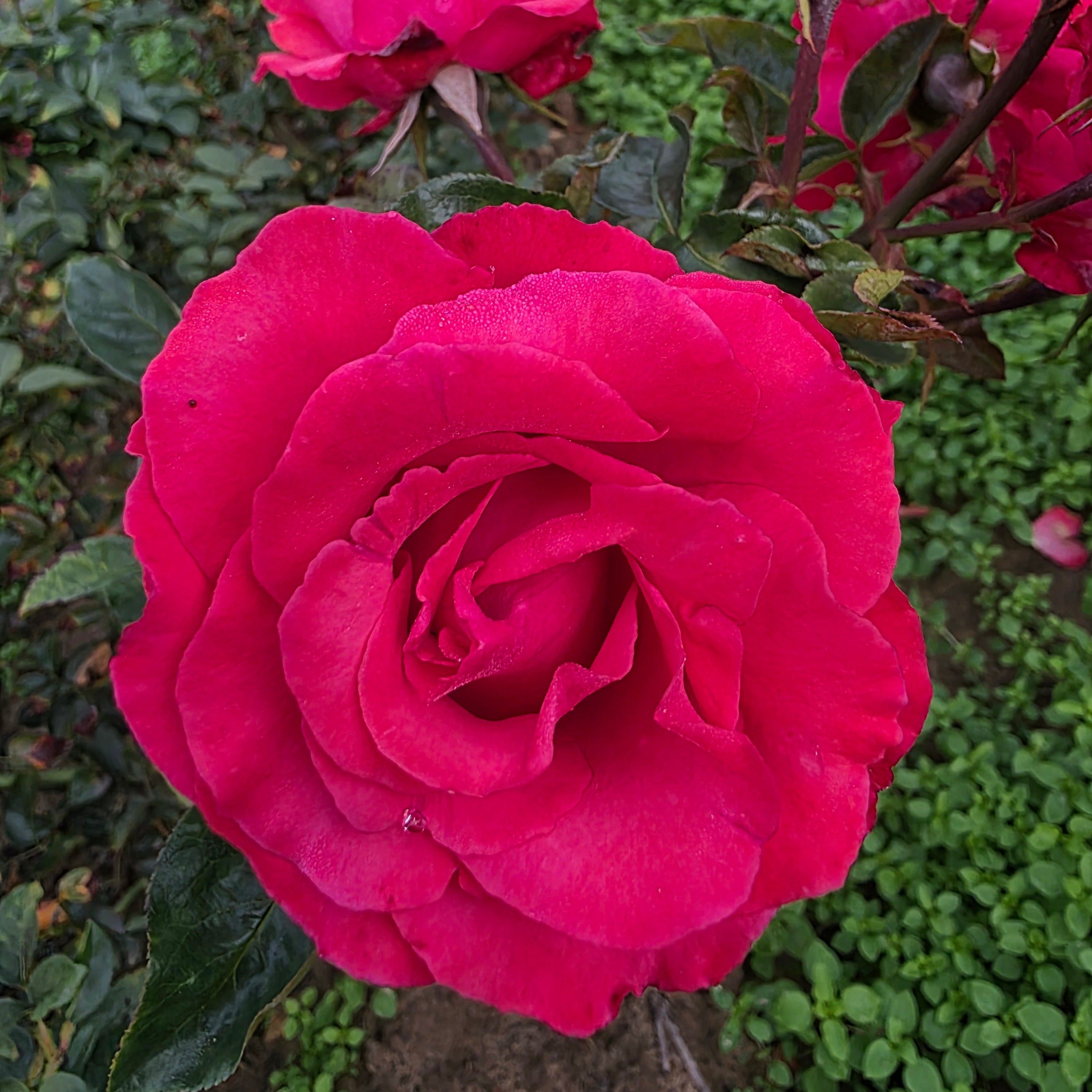 Dizzy Heights™ Bare Root Climbing Rose