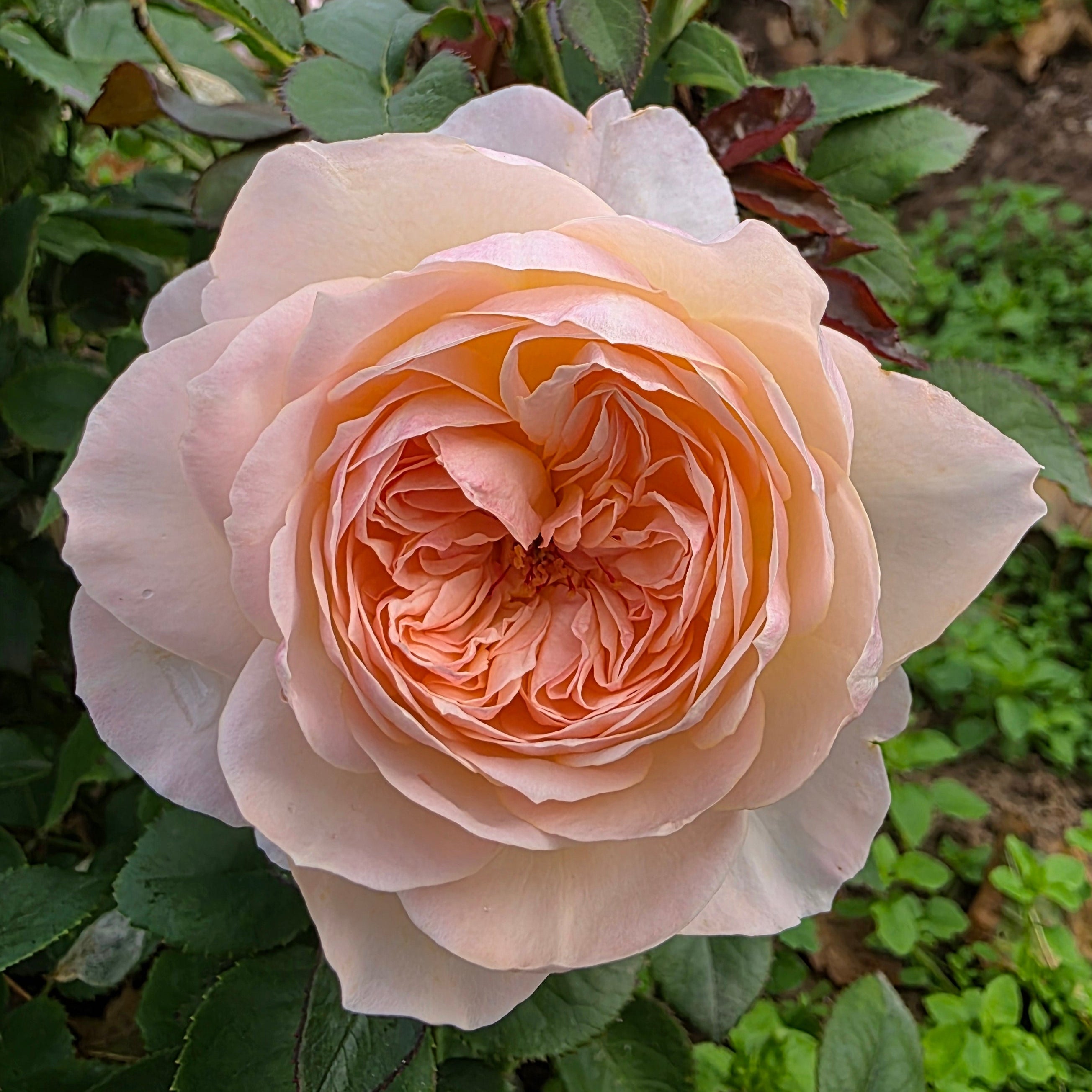 ＊*..Rose garden..＊°.. 優しい彩り　プリザーブドフラワー Delphine Grace Potted Rose Bush | Estate Rose Collection | Grace