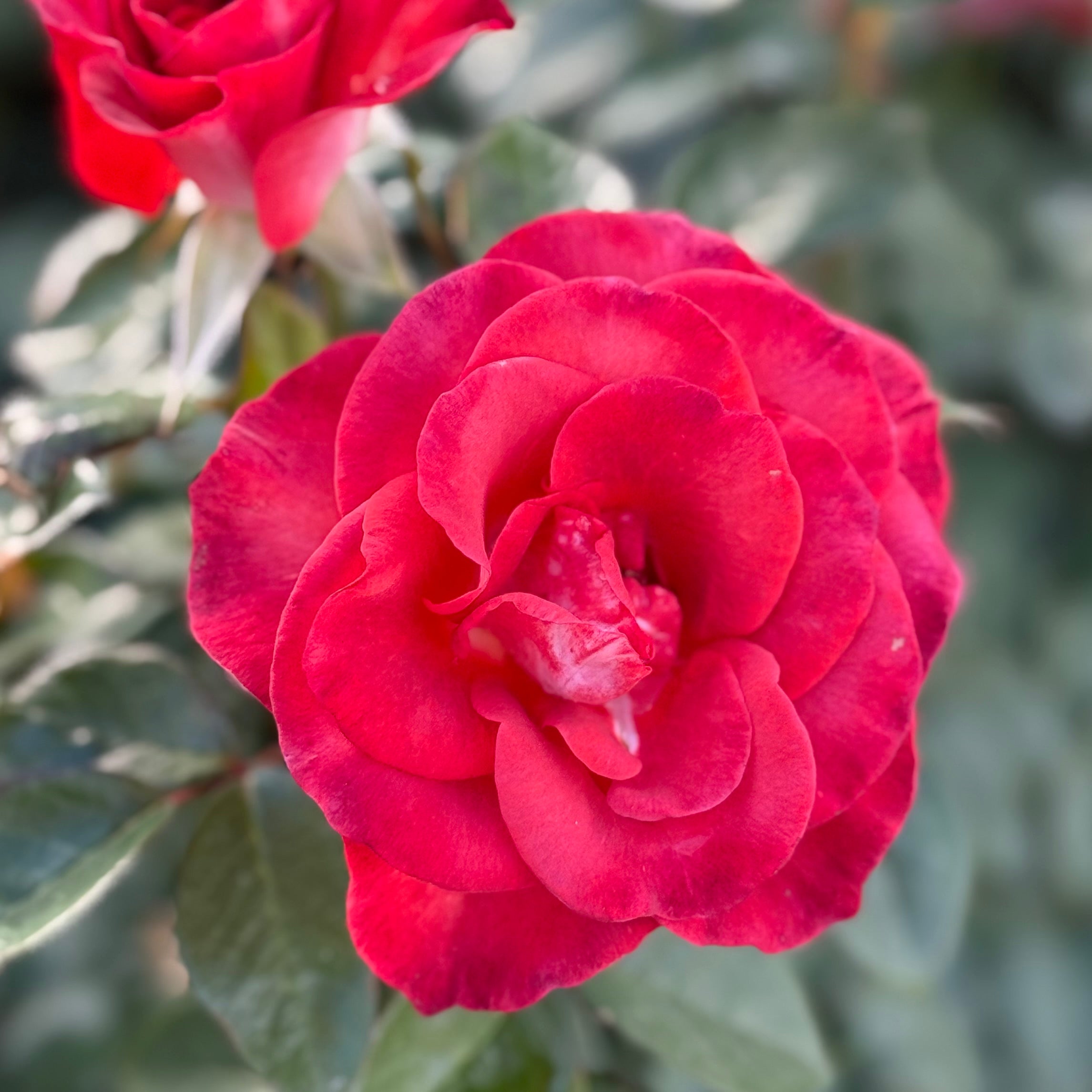 Smokin Hot™ Potted Rose Bush