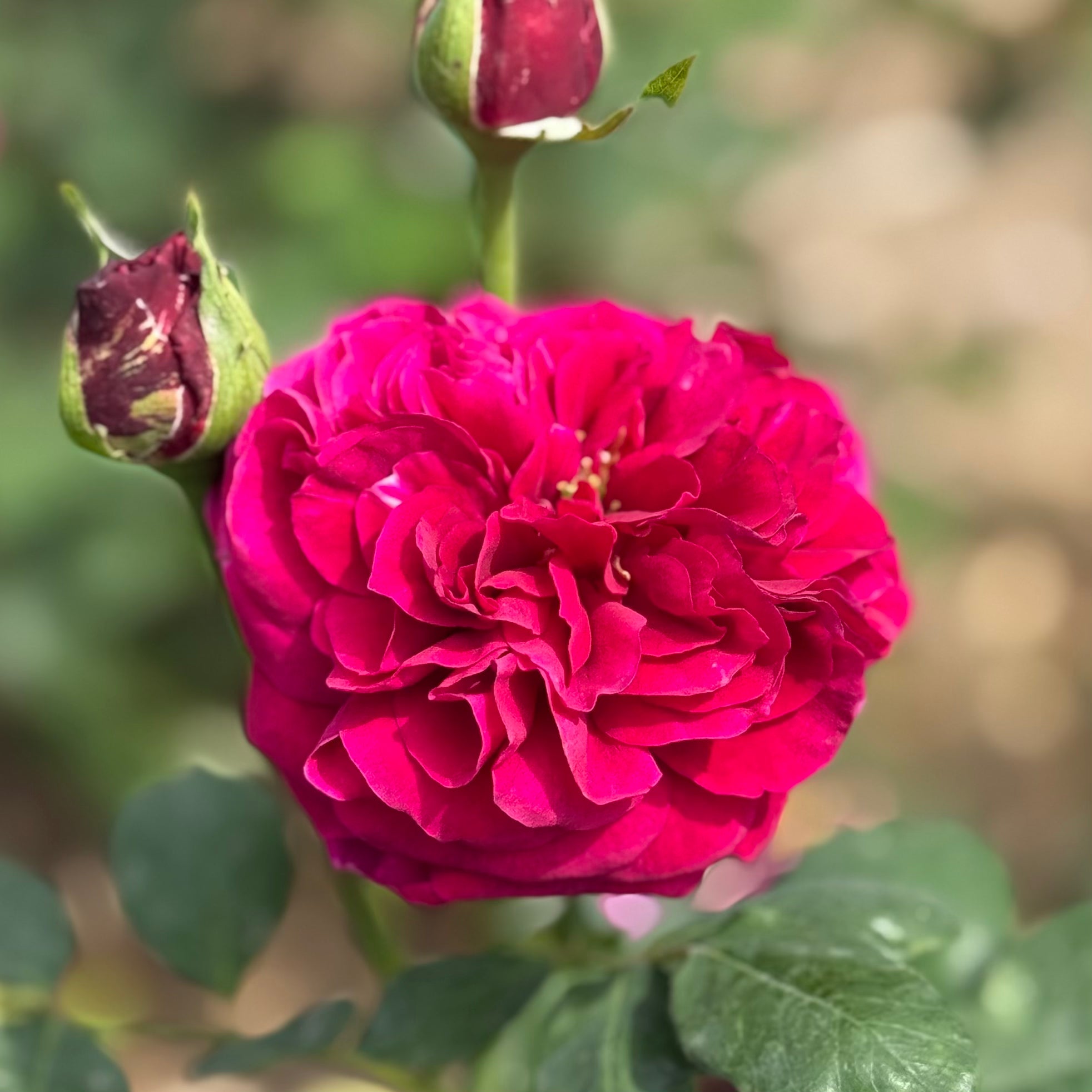 David Austin® The Prince® Potted Rose Bush