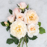 French Lace Bare Root Rose Bush