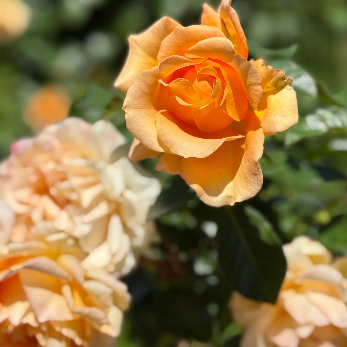 Golden Opportunity™ Bare Root Climbing Rose Bush