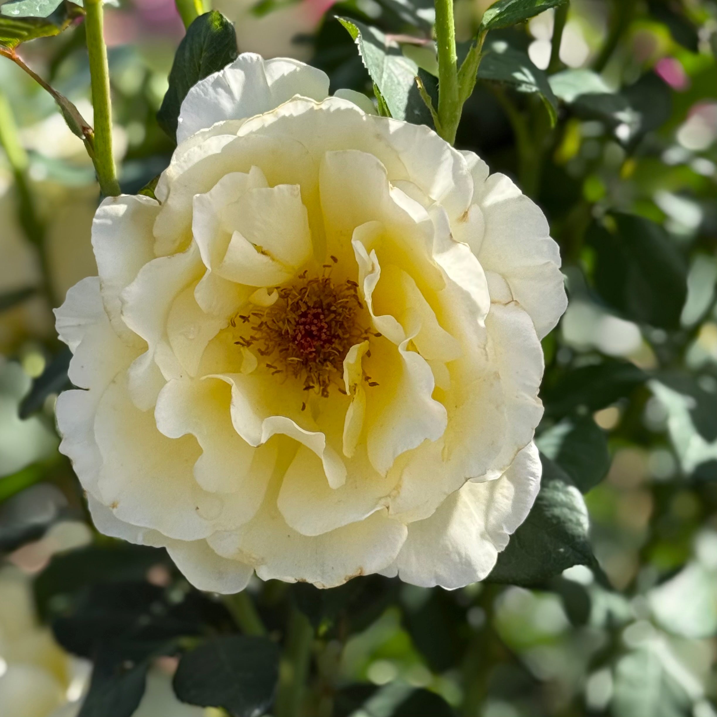 White Licorice™ Potted Rose Bush