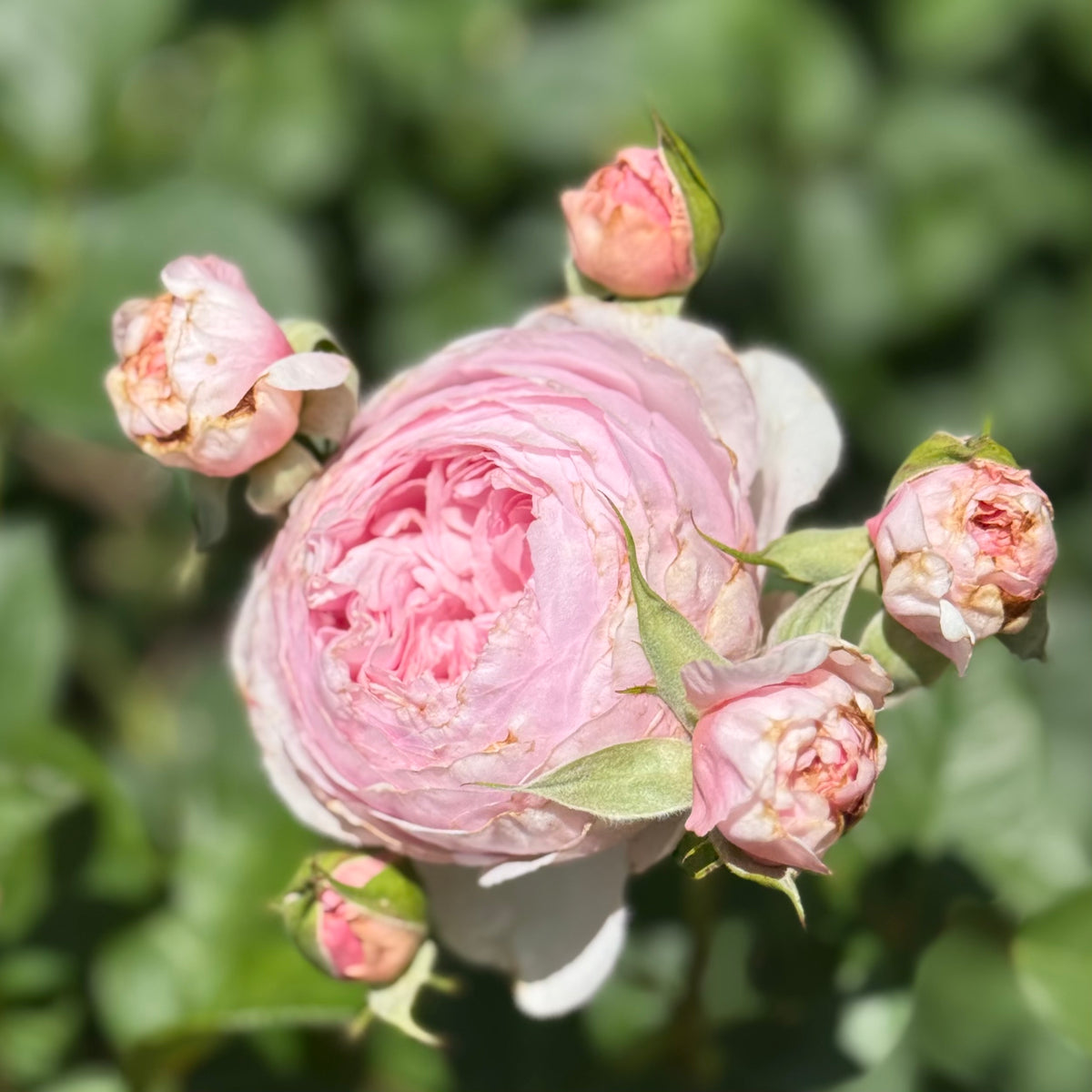 Scentuous™ Bare Root Rose Bush