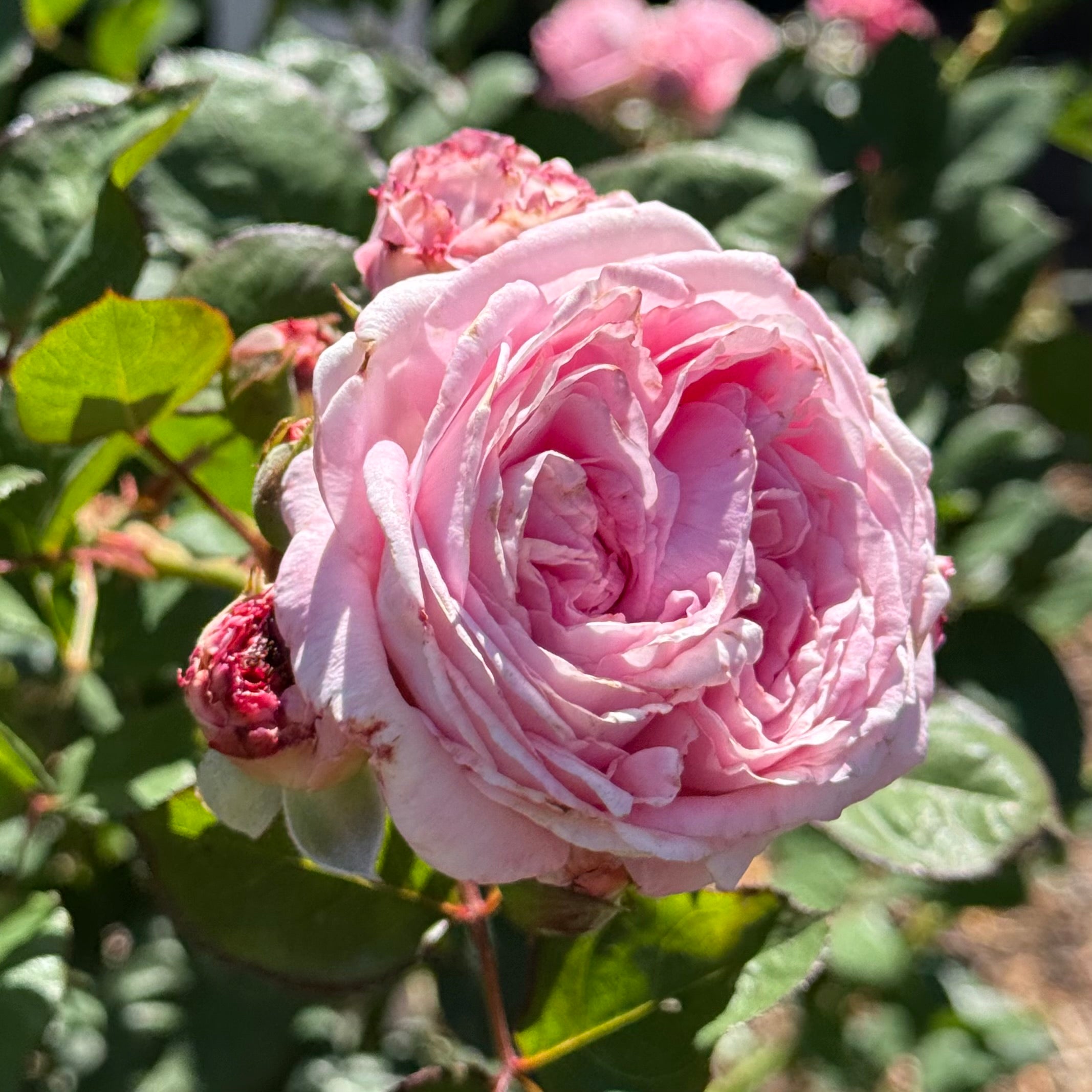 Parfuma® Summer Romance™ Potted Rose Bush