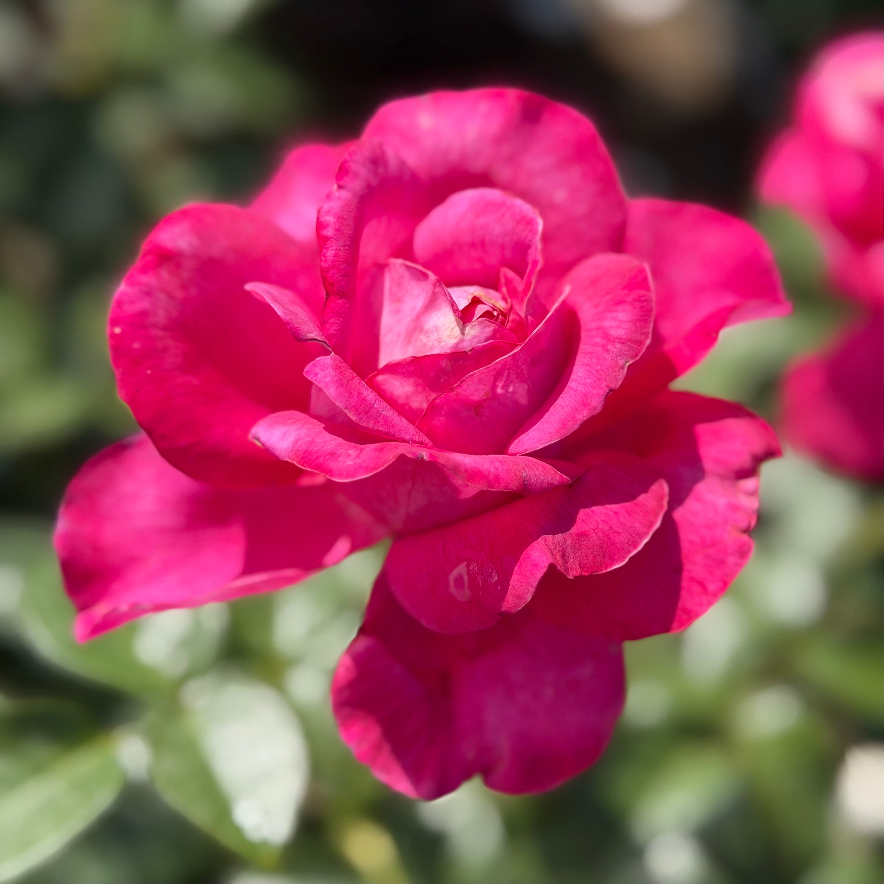 Adélaïde-Grace™ Potted Rose Bush