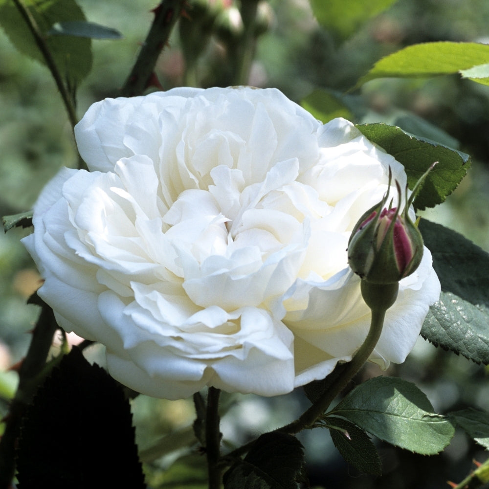 David Austin® Winchester Cathedral® Potted Rose Bush